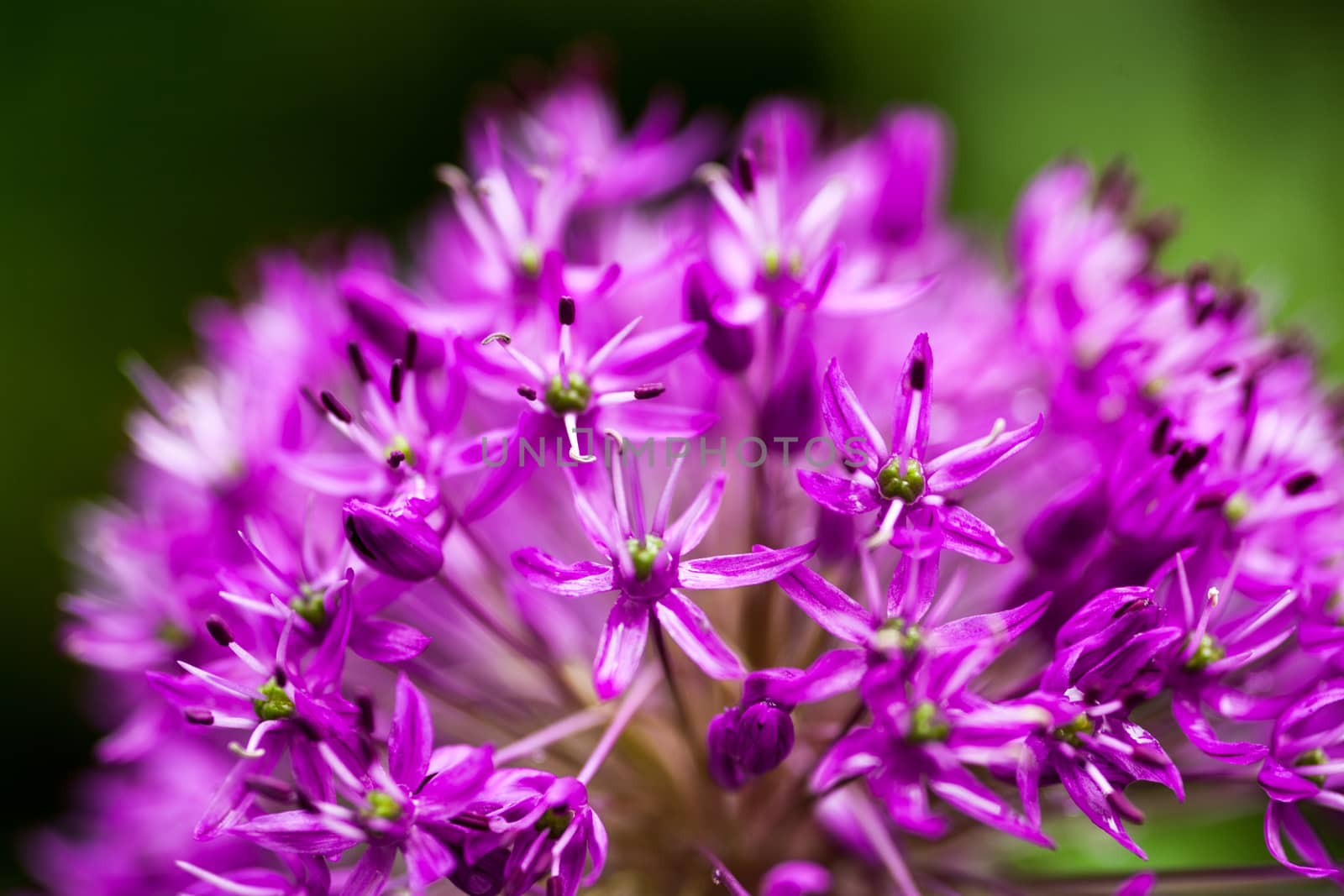 Close up of the blooming purple ornamental onion (Allium)