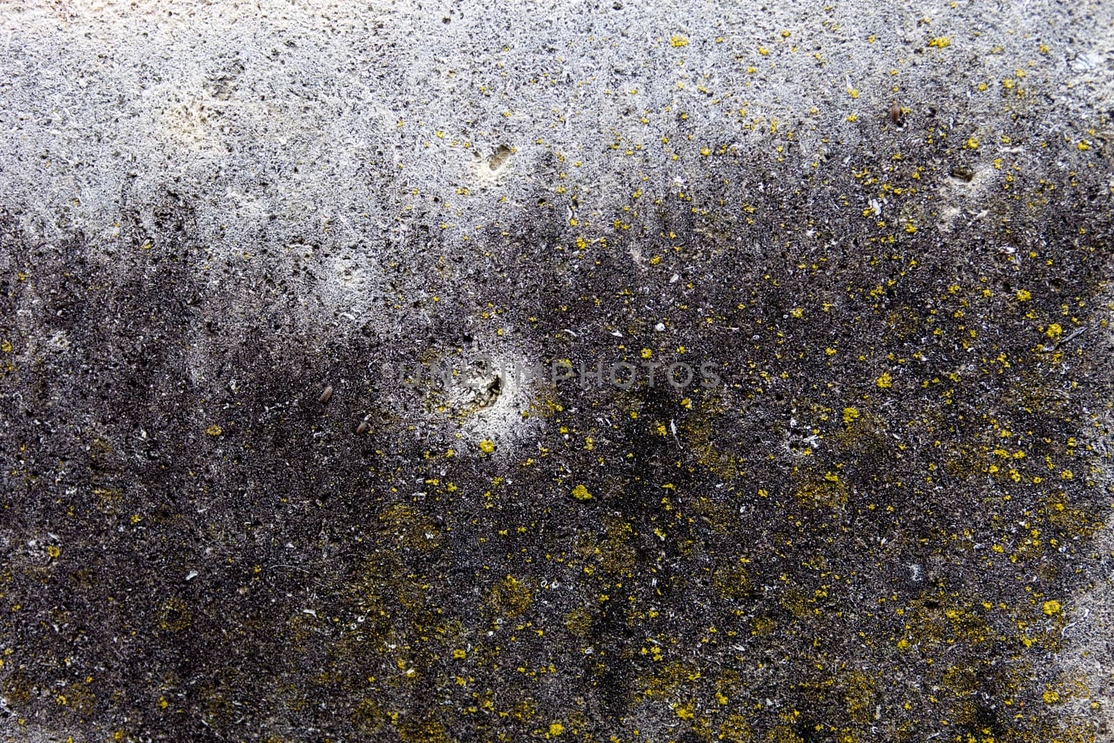 Concrete surface with yellow moss and rich and various texture.