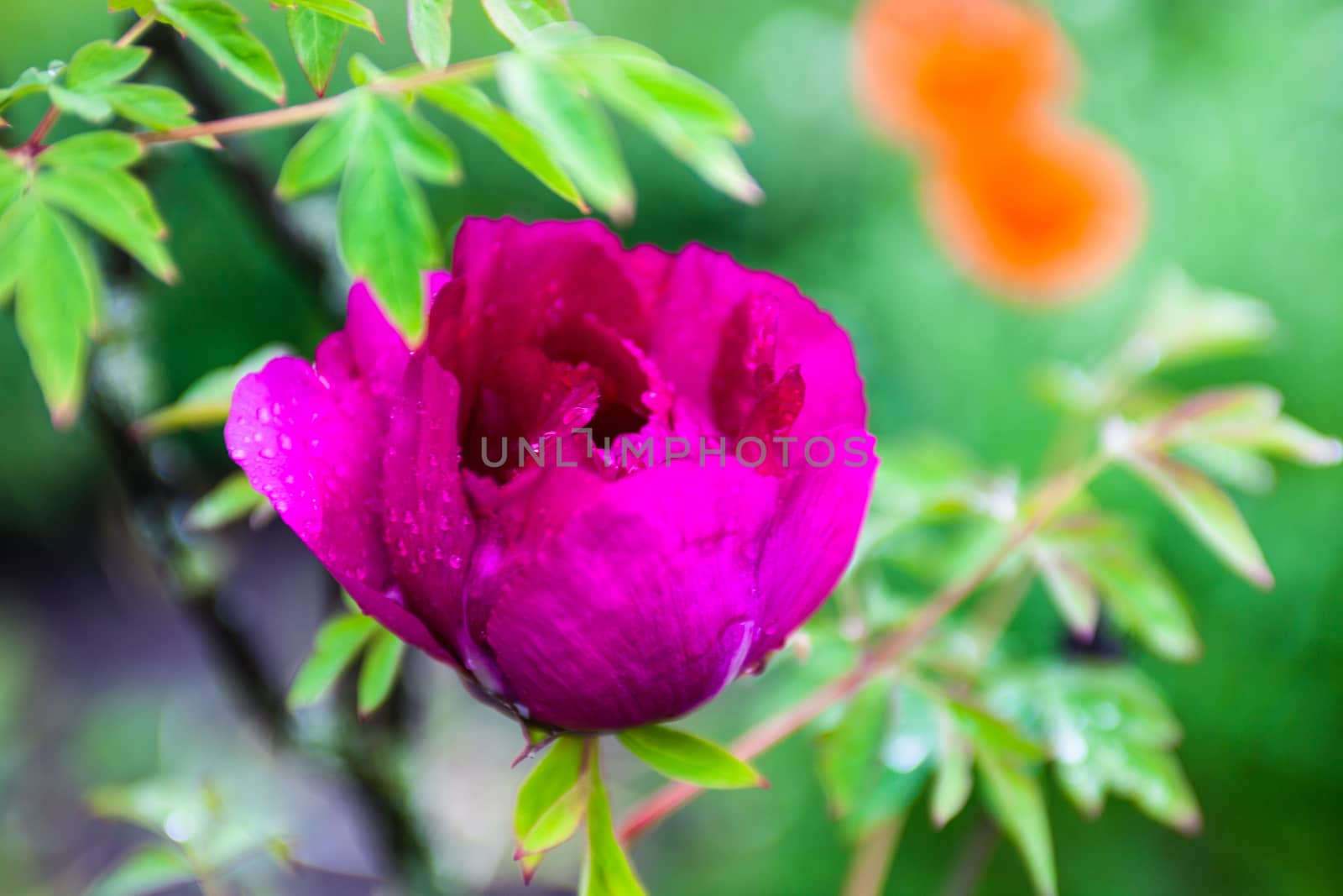Pink peony flower with drops of dew by rootstocks