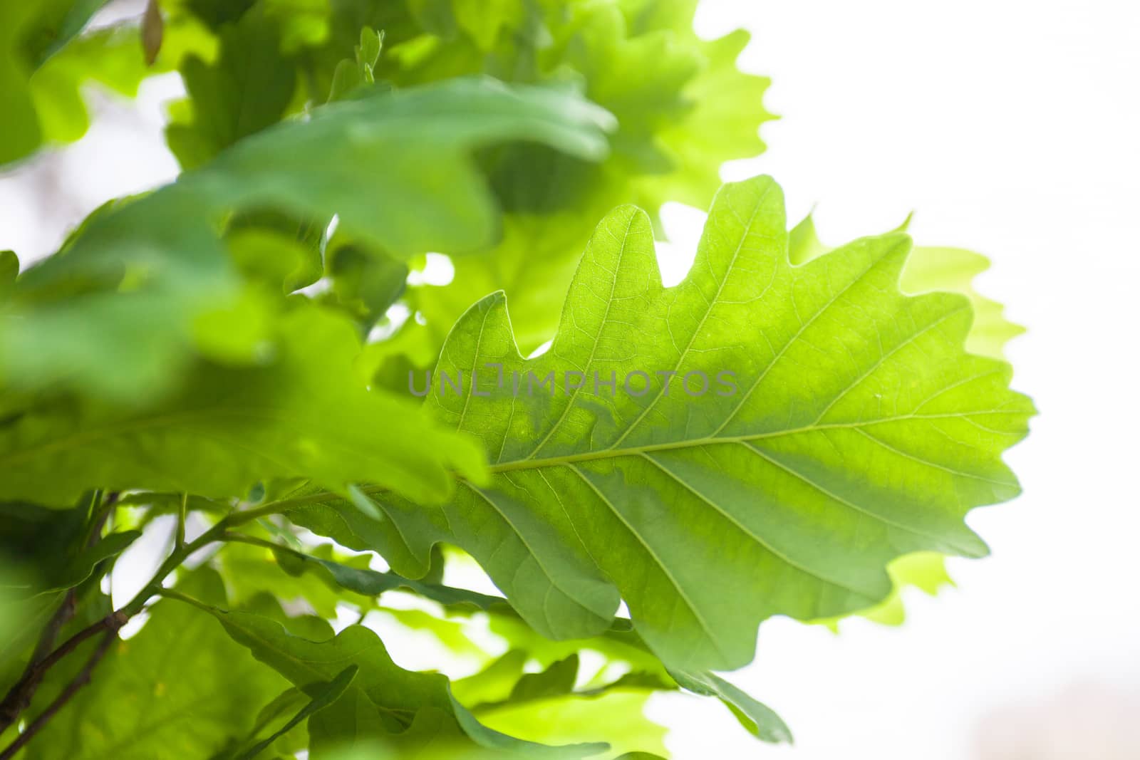 Green leaves of the oak tree in the sunshine by rootstocks