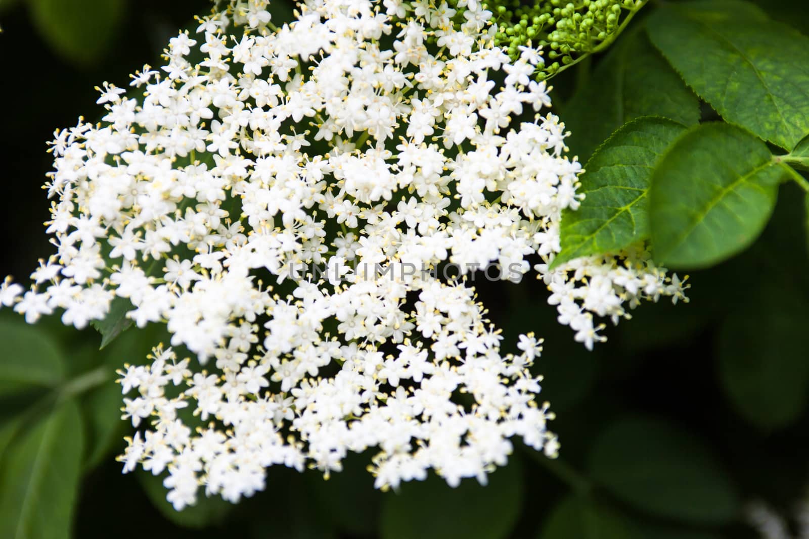 White flowers of the black elder (Sambucus) by rootstocks