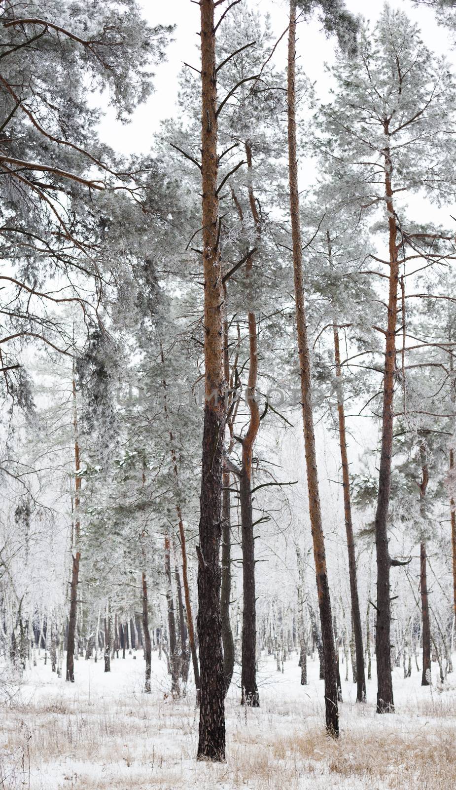 Pine forest covered with hoarfrost by rootstocks