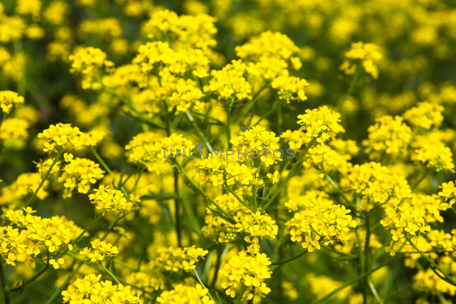 Yellow rapeseed flowers (Brassica napus). Close up.