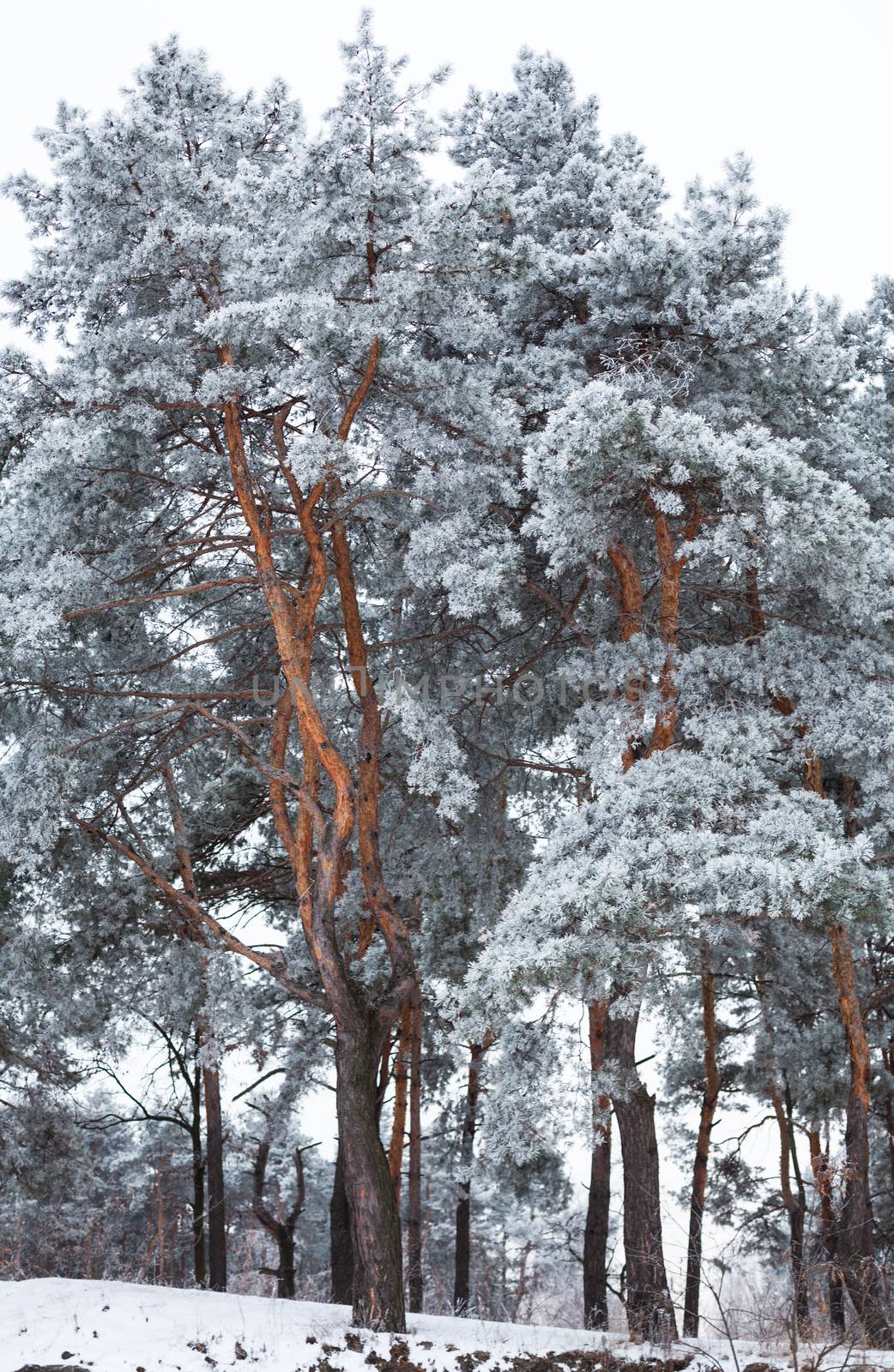 Pine trees covered with hoarfrost by rootstocks