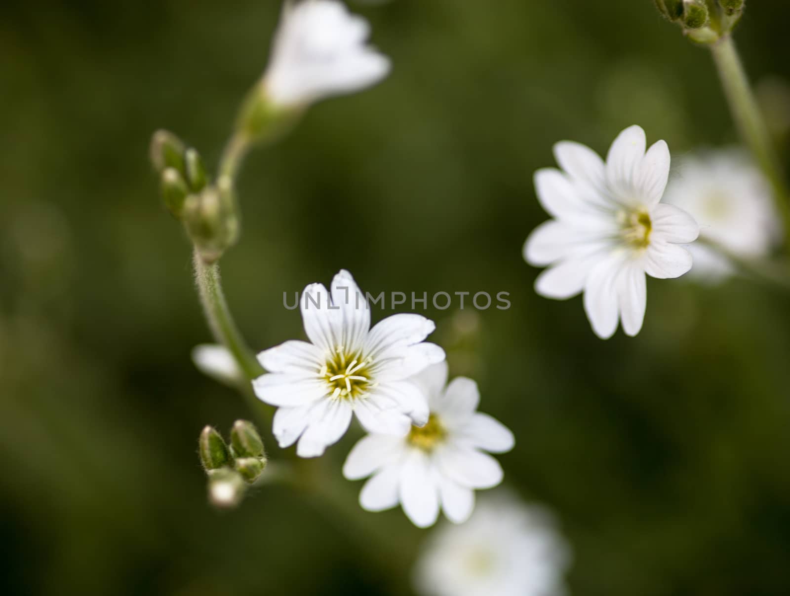 White flowers of Stellaria (stitchwort or chickweed) by rootstocks