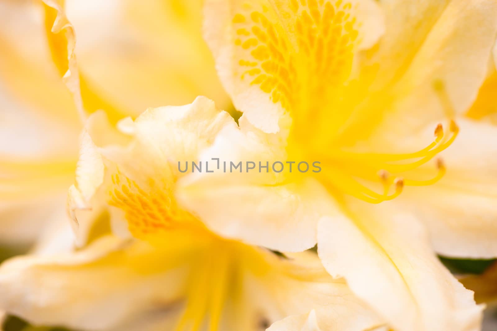 Yellow flower of rhododendron shrub. Close up.