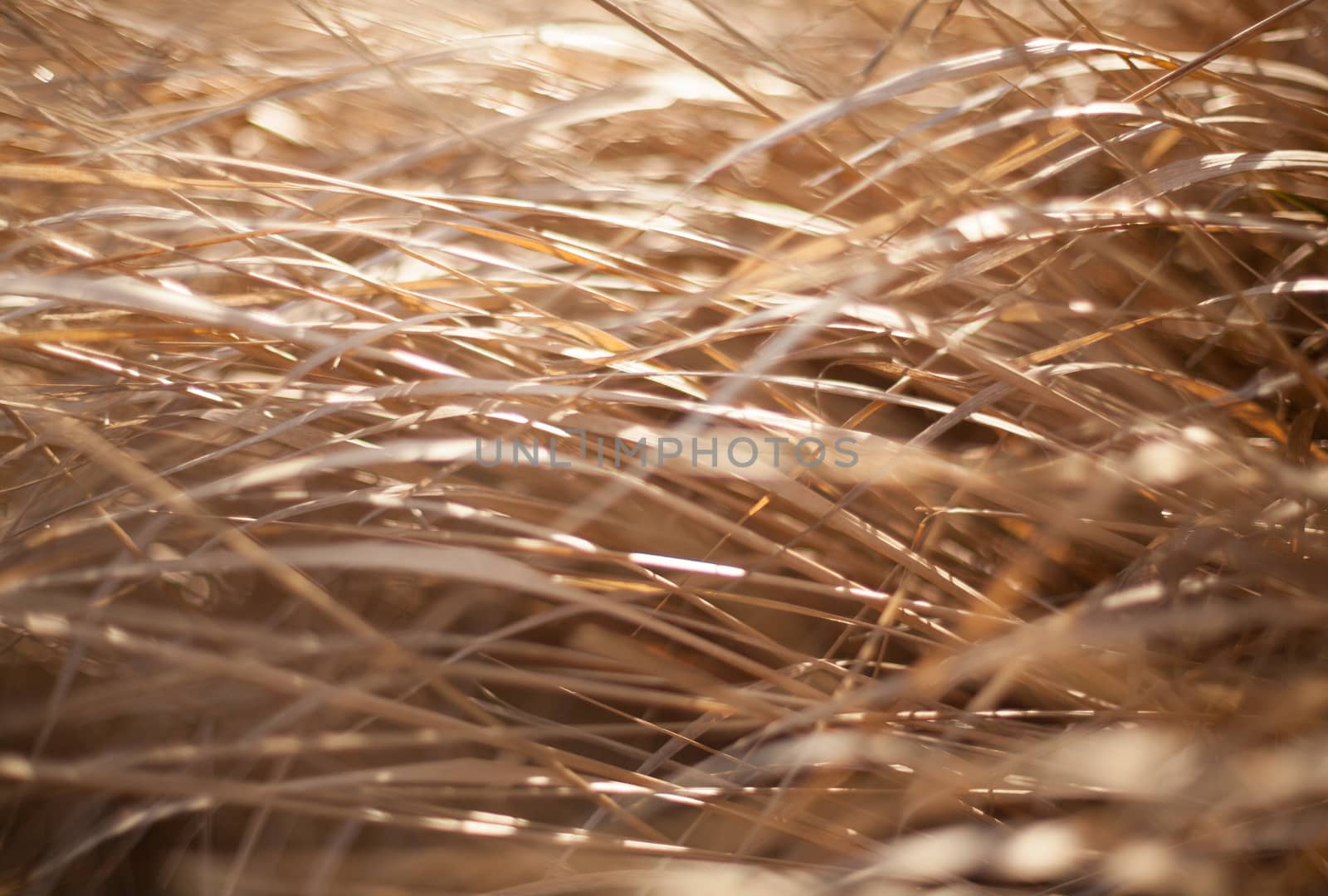Unmown dry grass in the field in the sunshine. Close up.