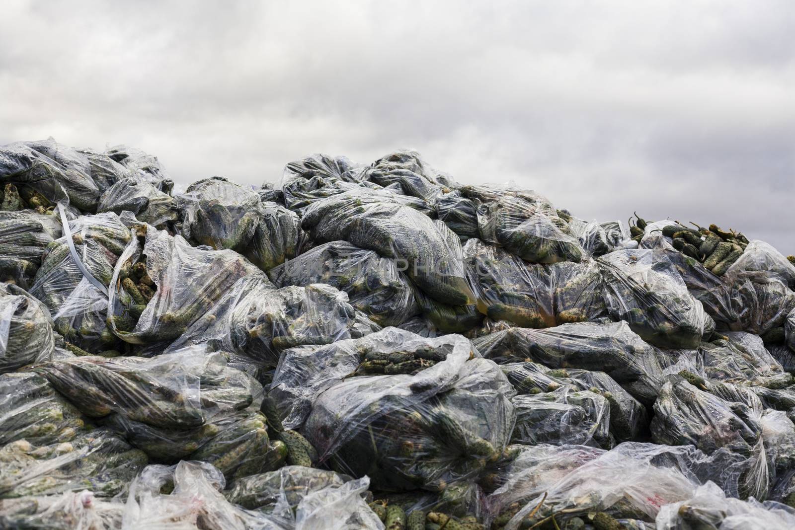 Rotten cucumbers in plastic sacks on the landfill by rootstocks