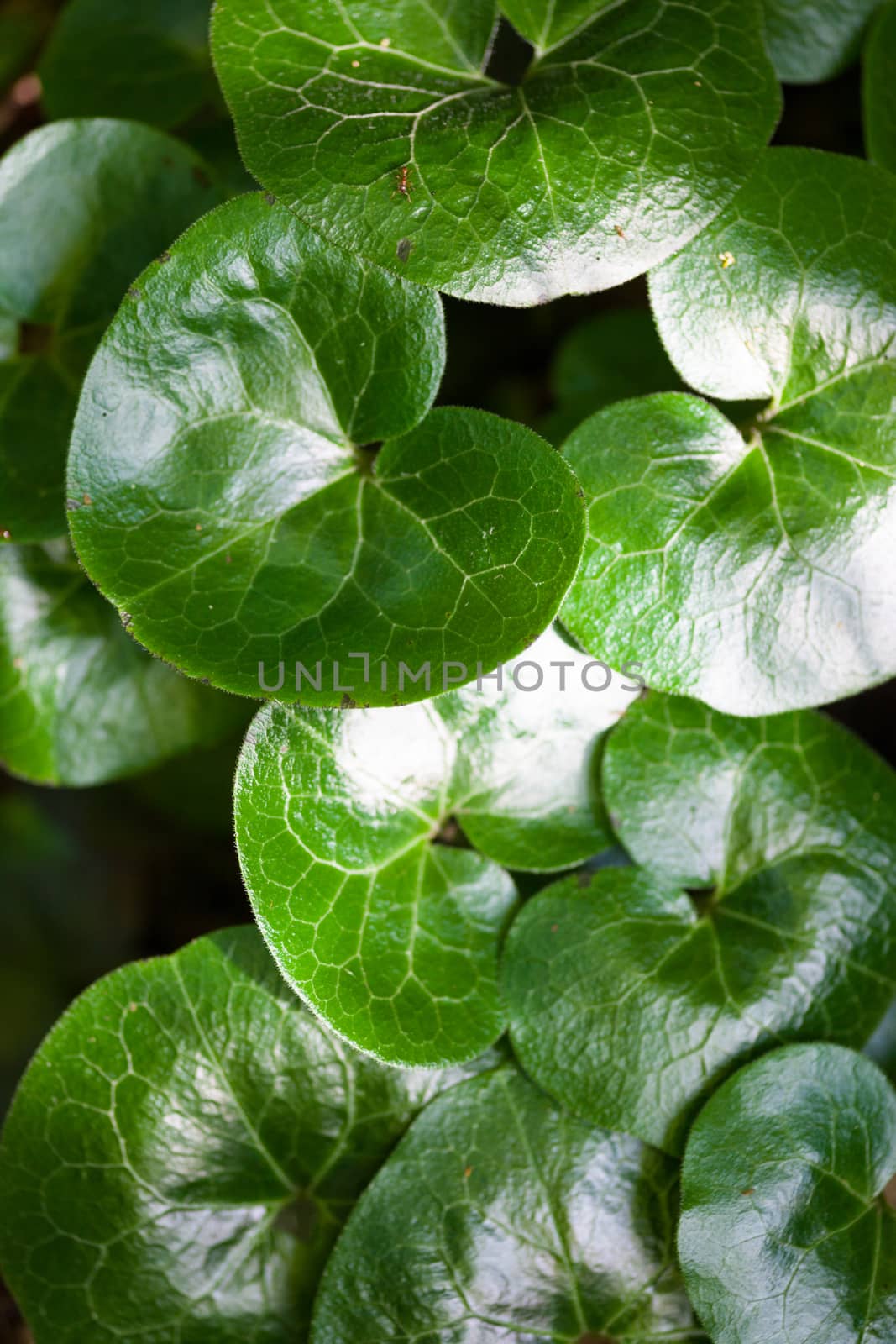 Shiny green leaves of asarabacca (Asarum europaeum) by rootstocks