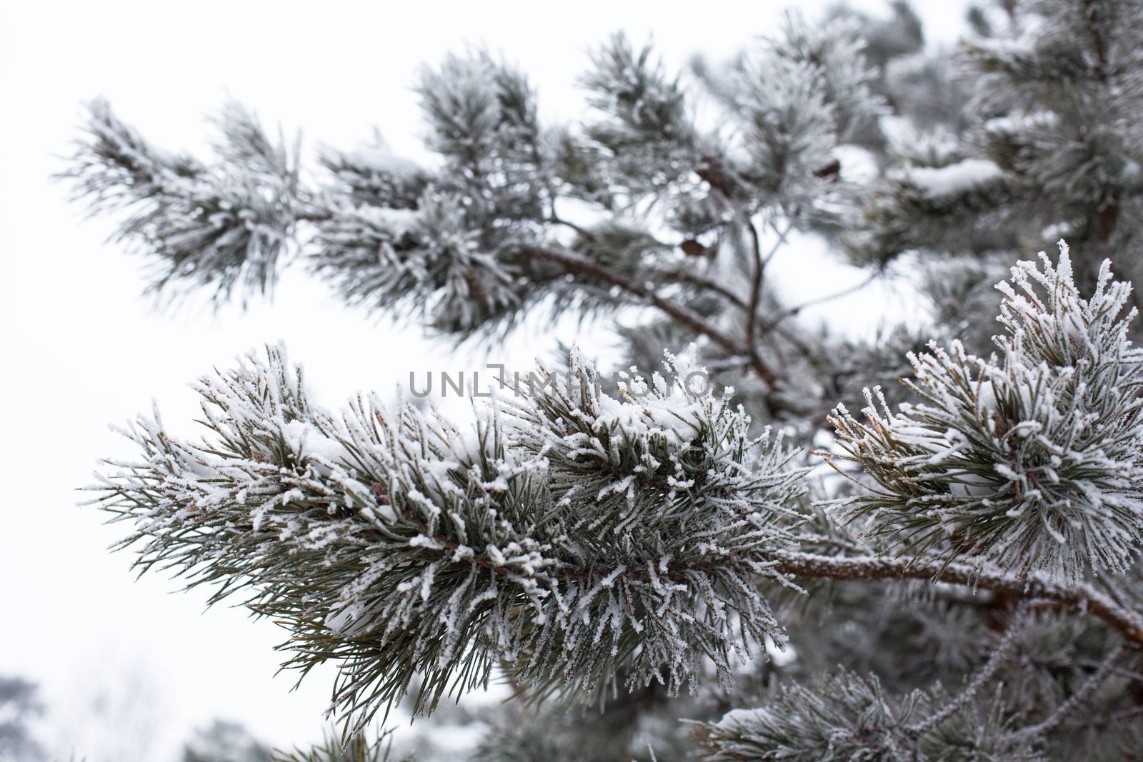 Coniferous branches covered with hoarfrost. Close up.