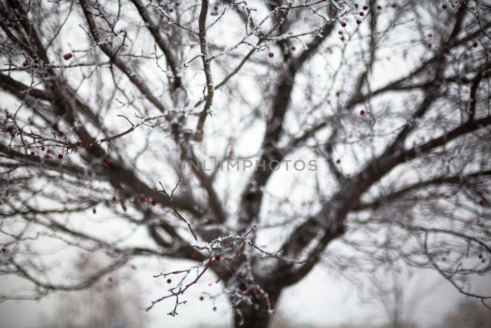 Hawthorn with red berries covered with hoarfrost.