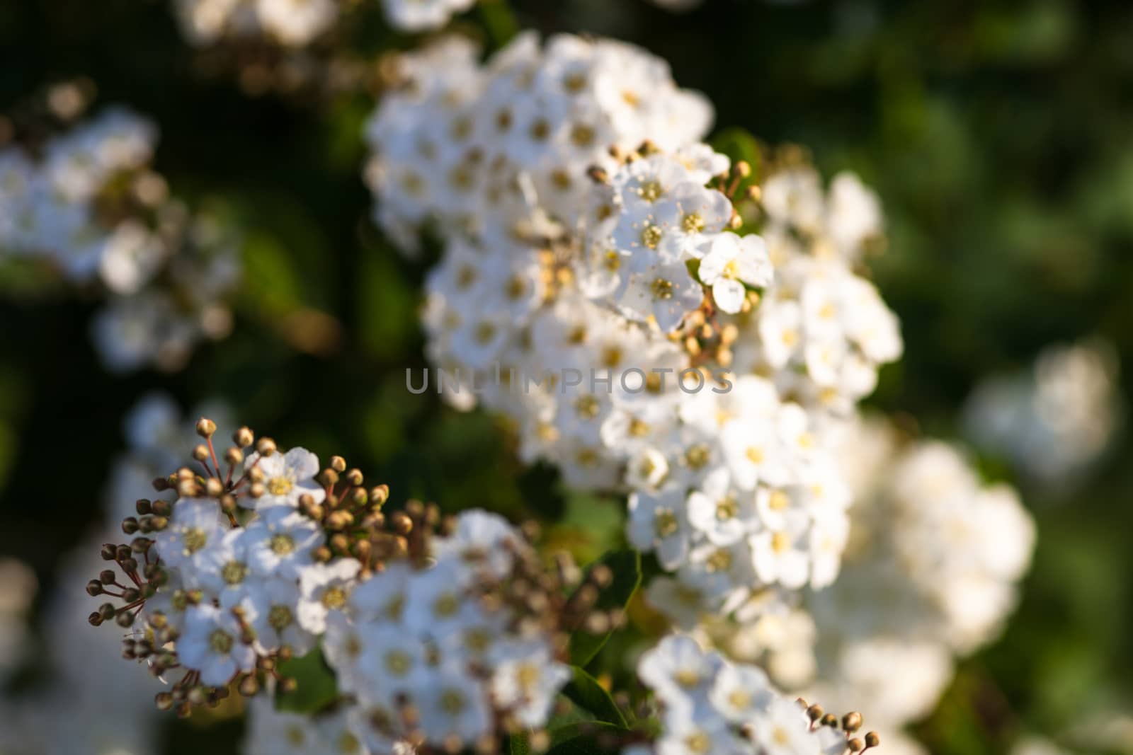 White flowers and buds on the blooming Spiraea shrub