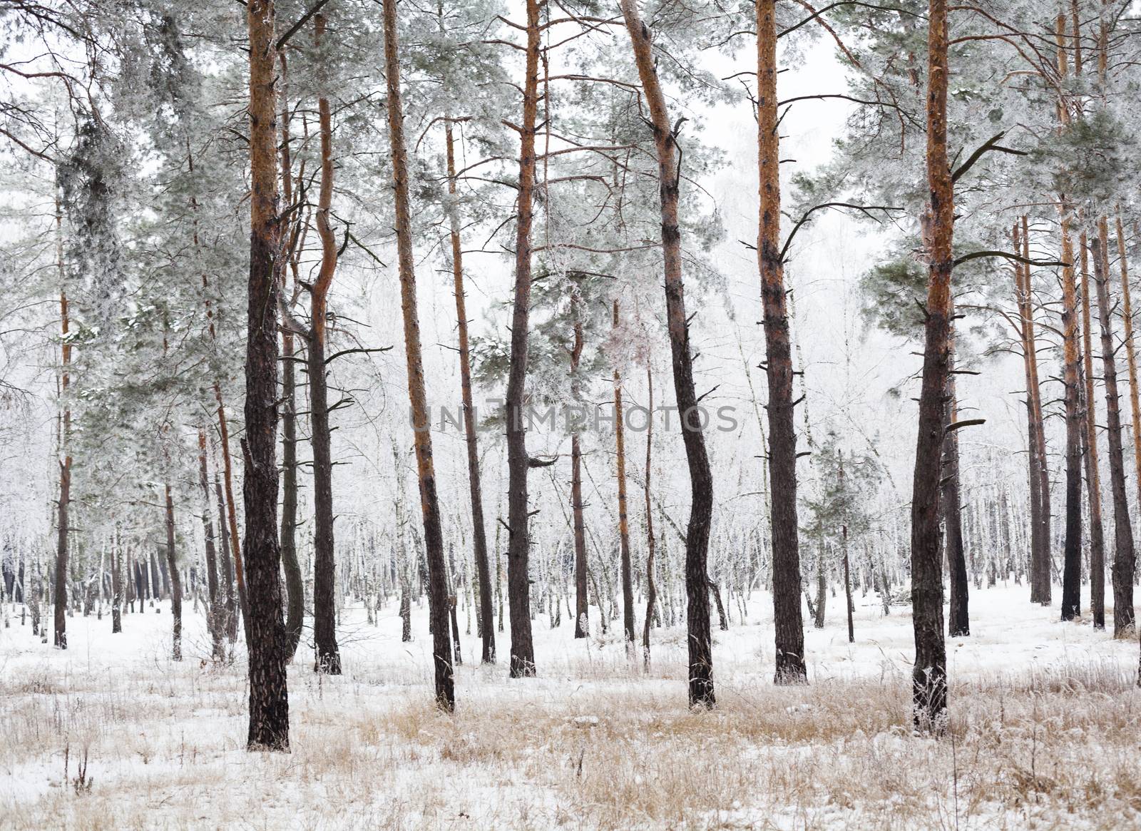 Pine forest covered with hoarfrost by rootstocks