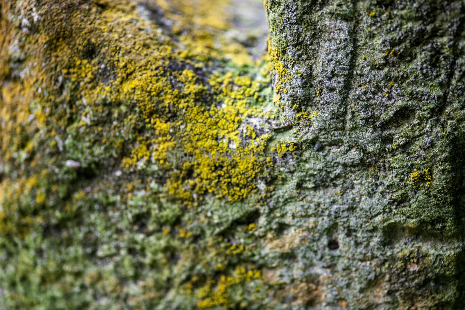 Moss-grown surface of the old stone cross. Close up. 