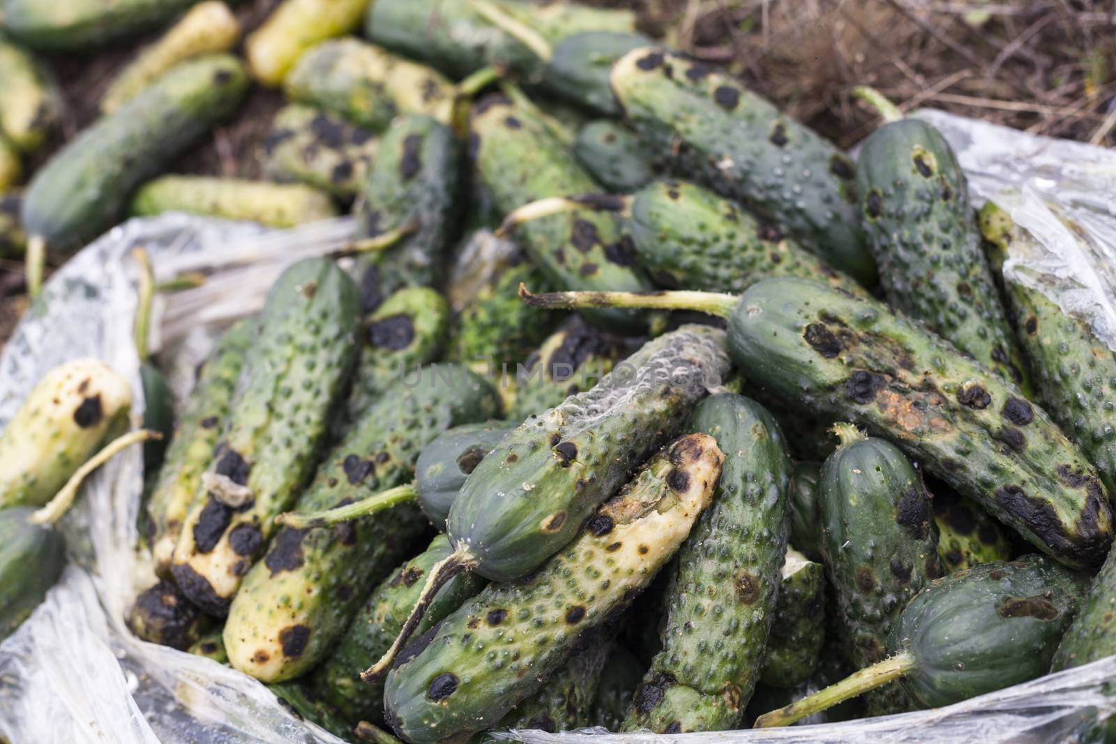 Piles of rotten cucumbers on the landfill. Close up.