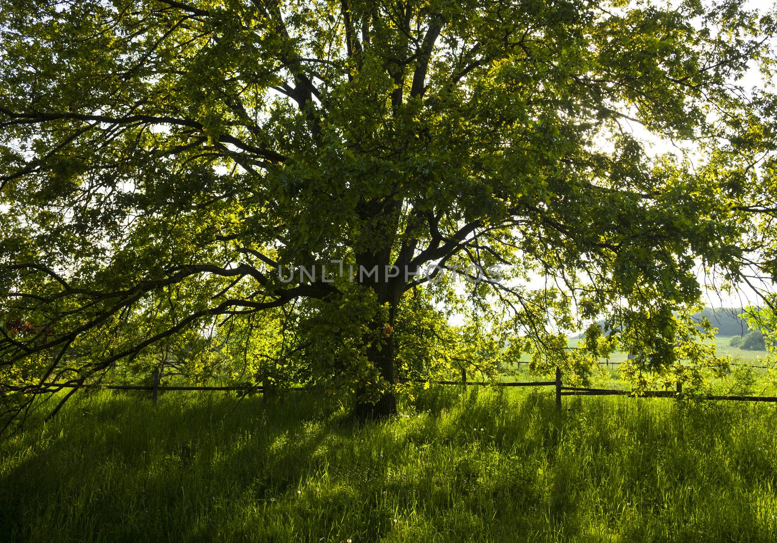 The old oak tree in bright summer day by rootstocks