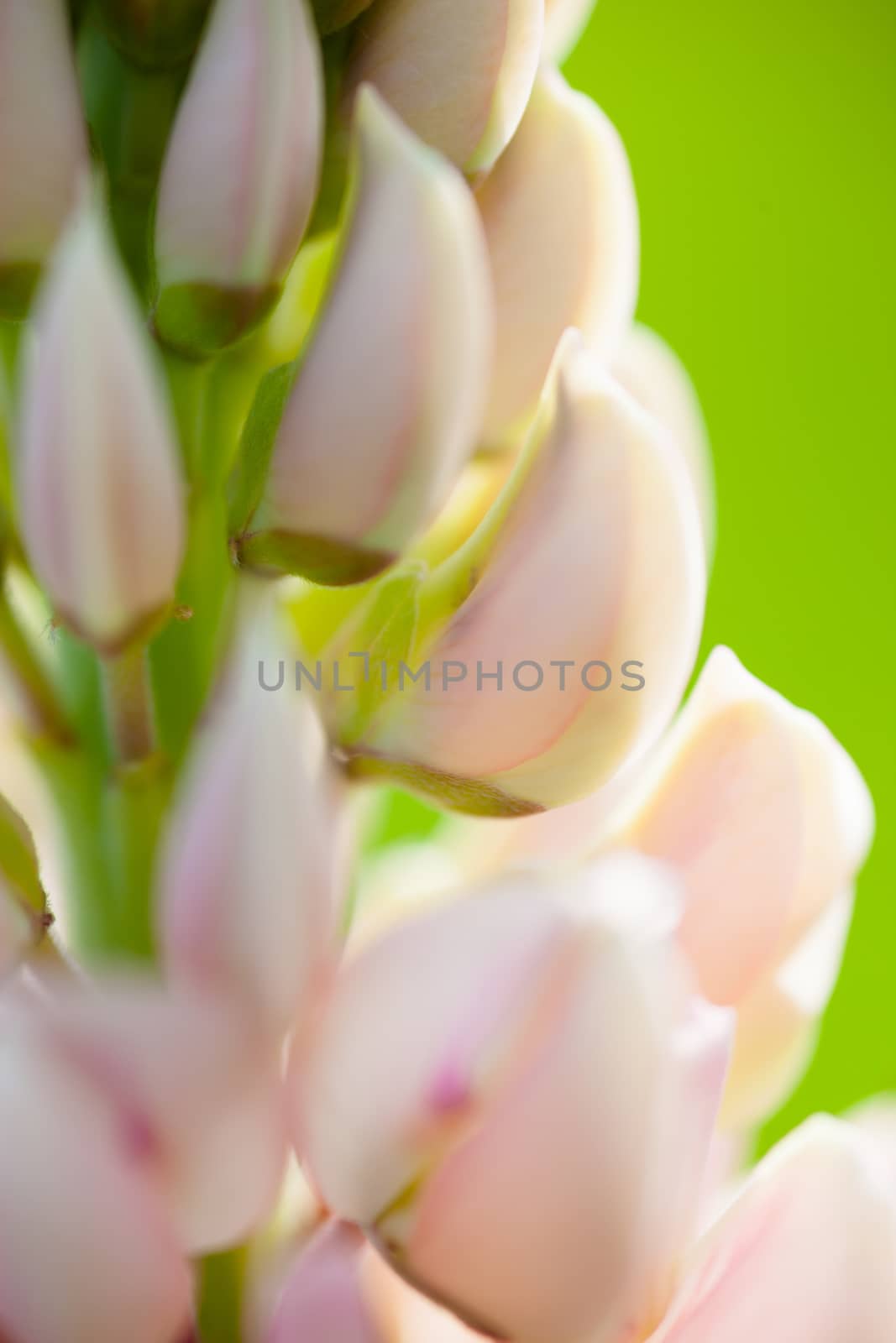 Lupin flowers (Lupinus) by rootstocks
