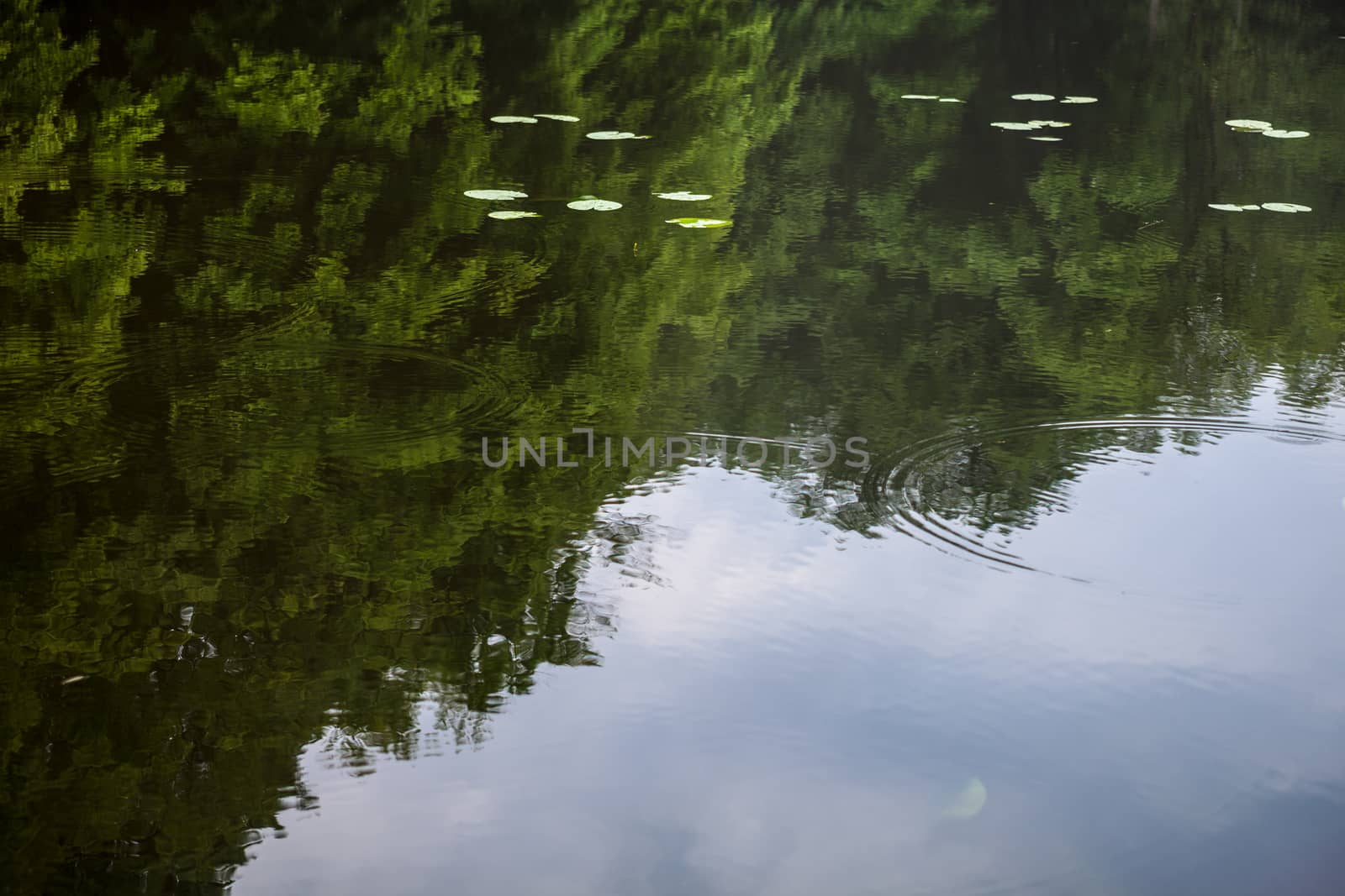 Green summer trees reflected in the water by rootstocks