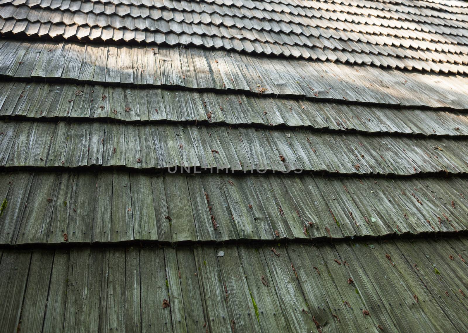 Old wooden shingle roof by rootstocks