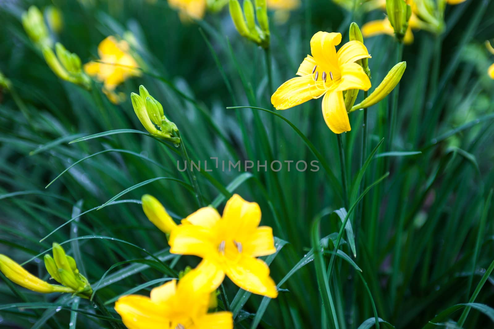 Blooming yellow lily flowers and lily buds by rootstocks