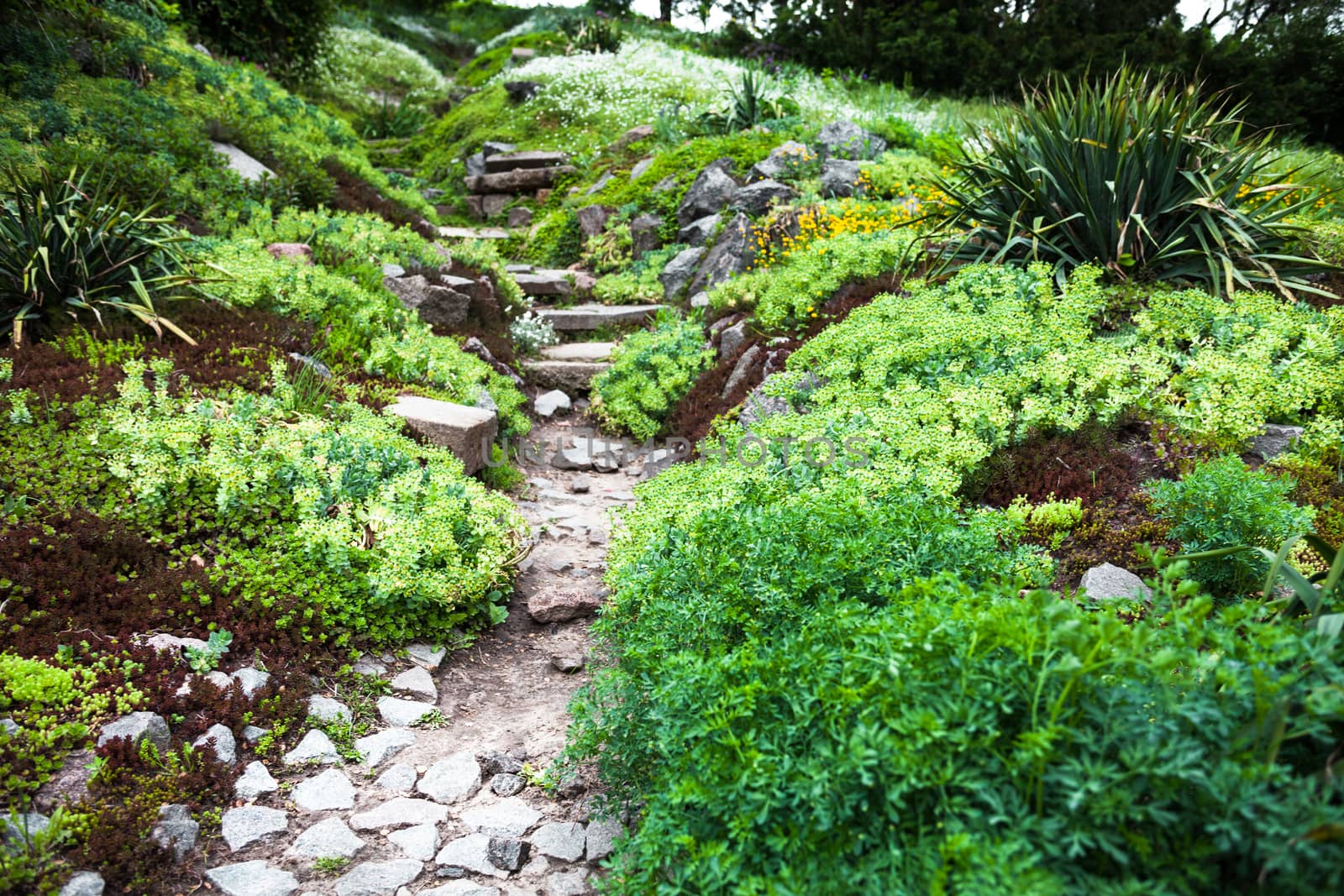 Stony path and stairs in the green garden by rootstocks