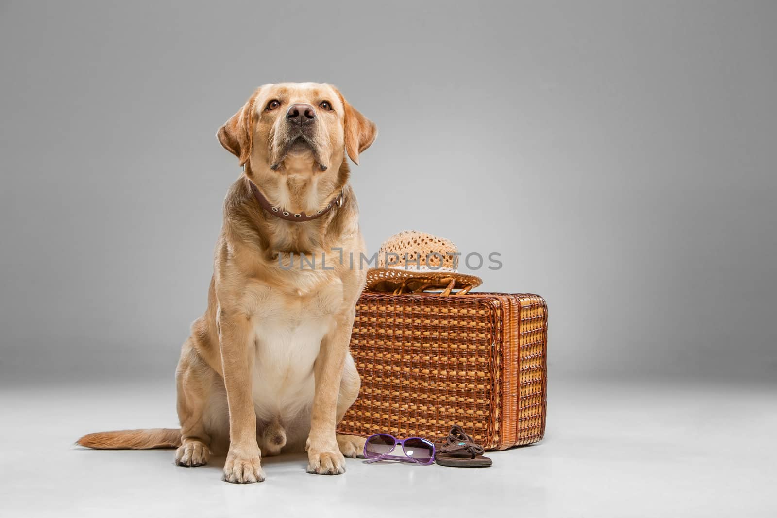 Beautiful labrador with the suitcase by master1305