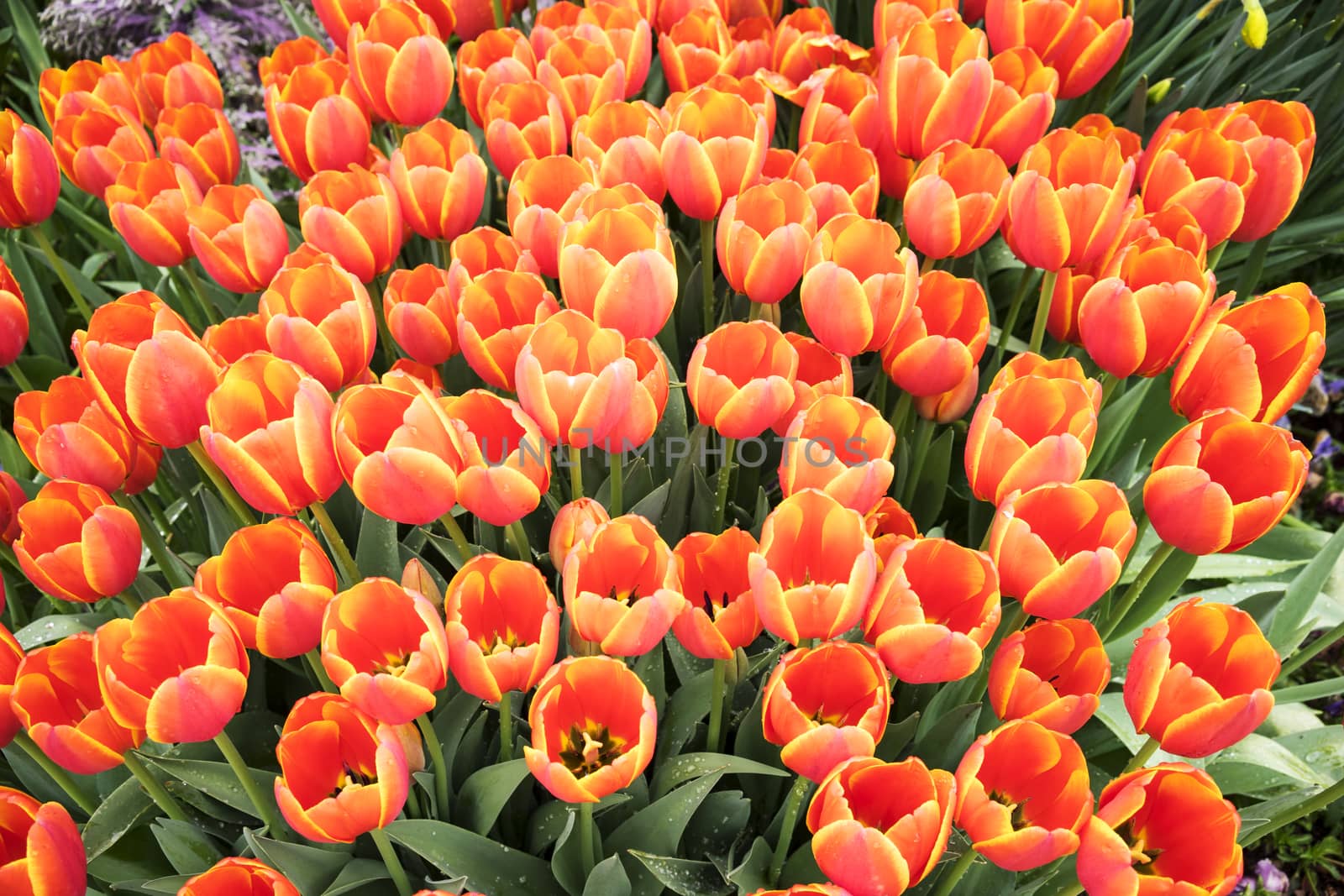 Red tulips blossom in Dallas botanic garden