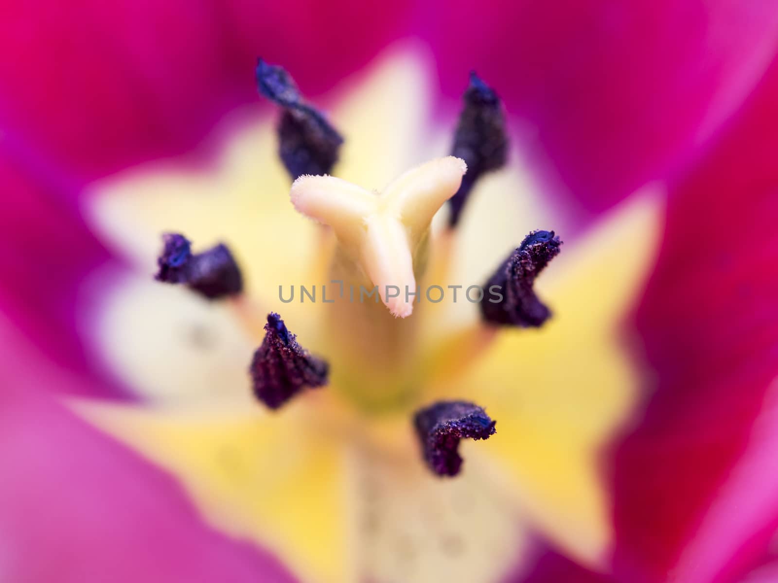 Closeup to tulip heart