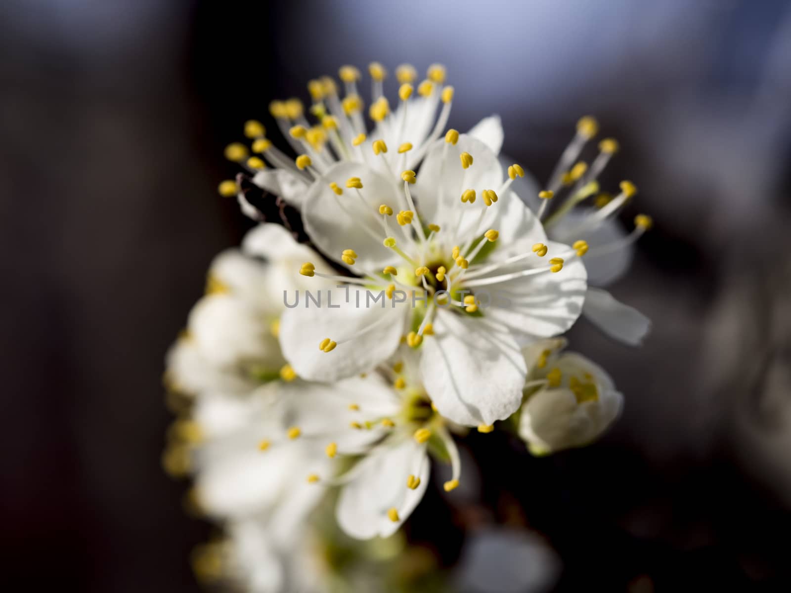 Closeup to pear tree flower