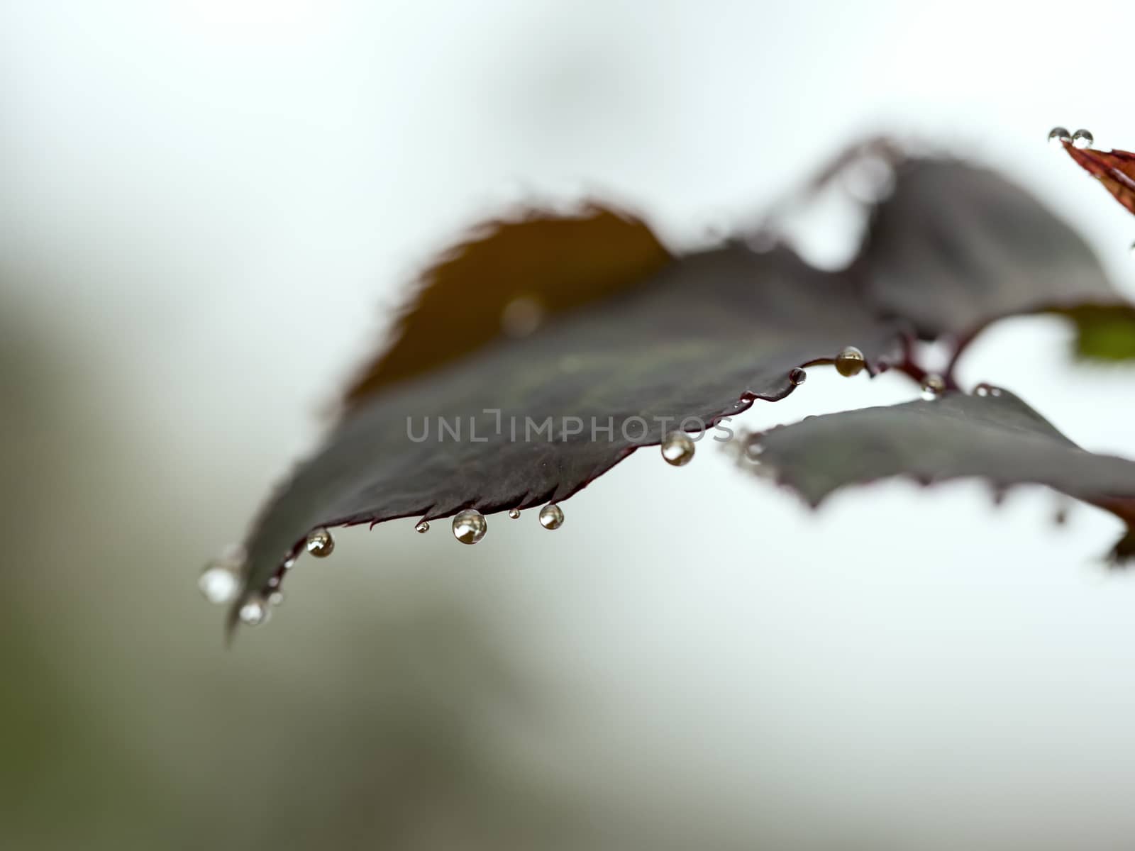 Raindrops In The Morning by leieng