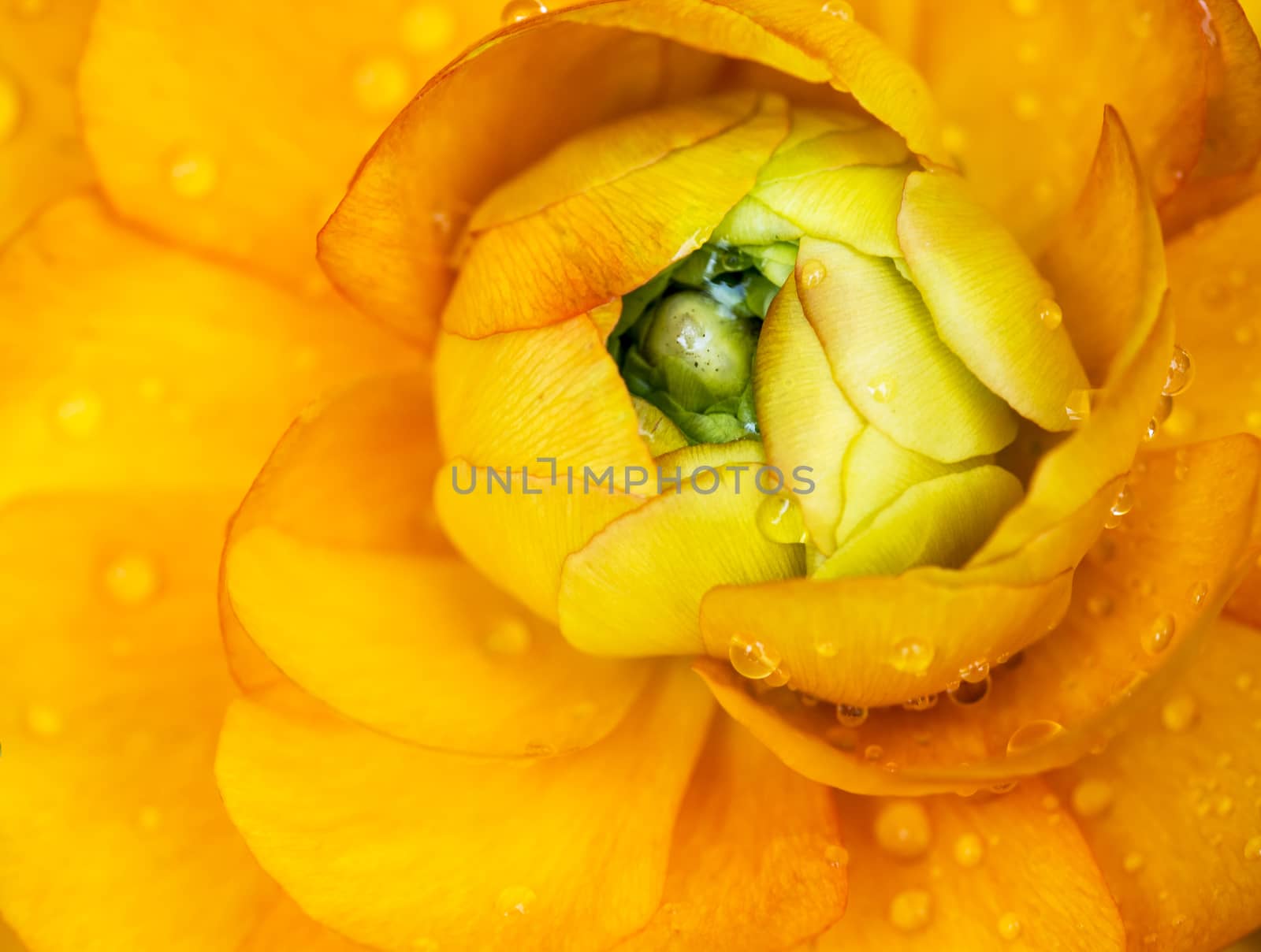Raindrops On Flower by leieng