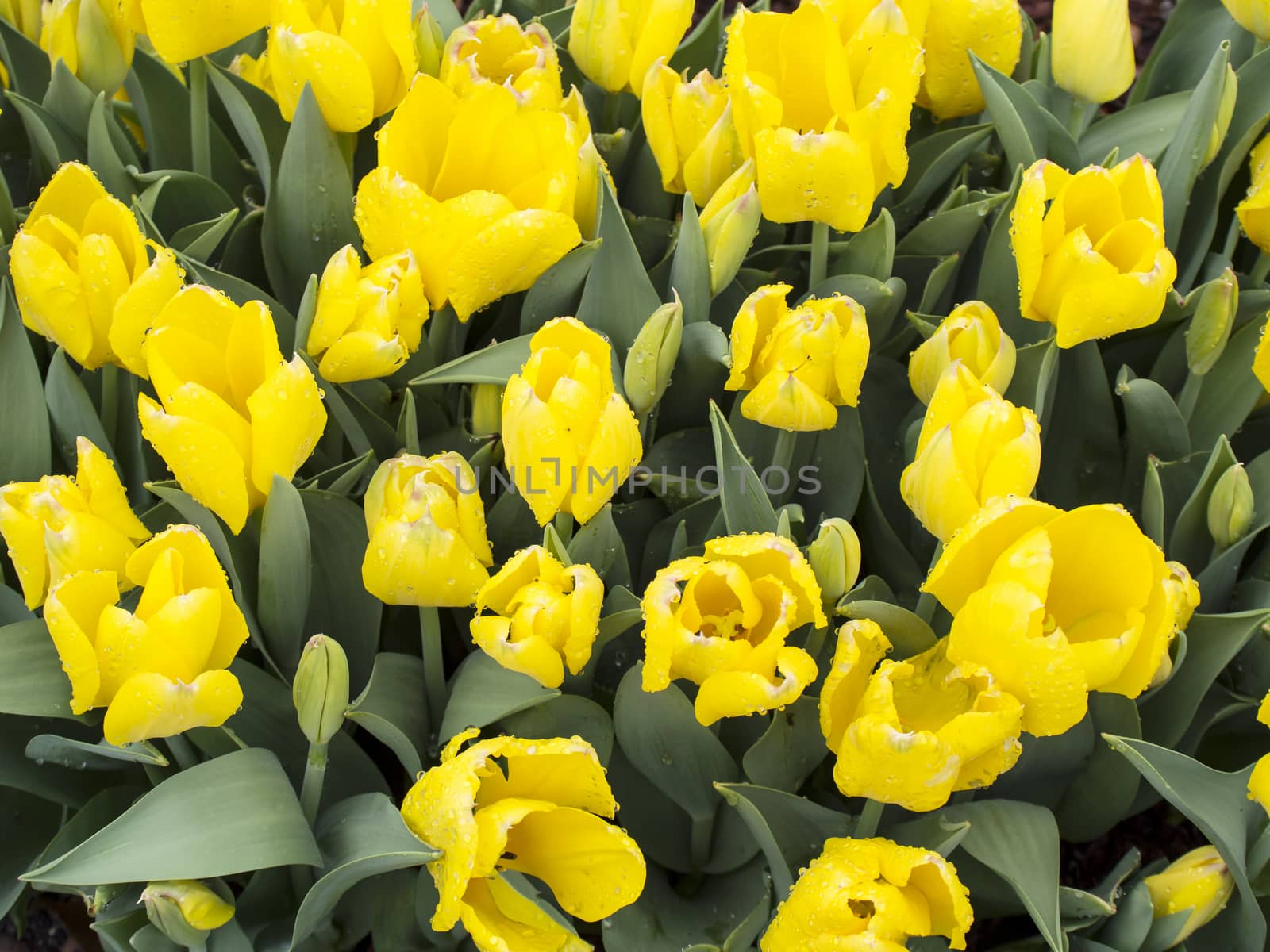 Yellow tulips blossom