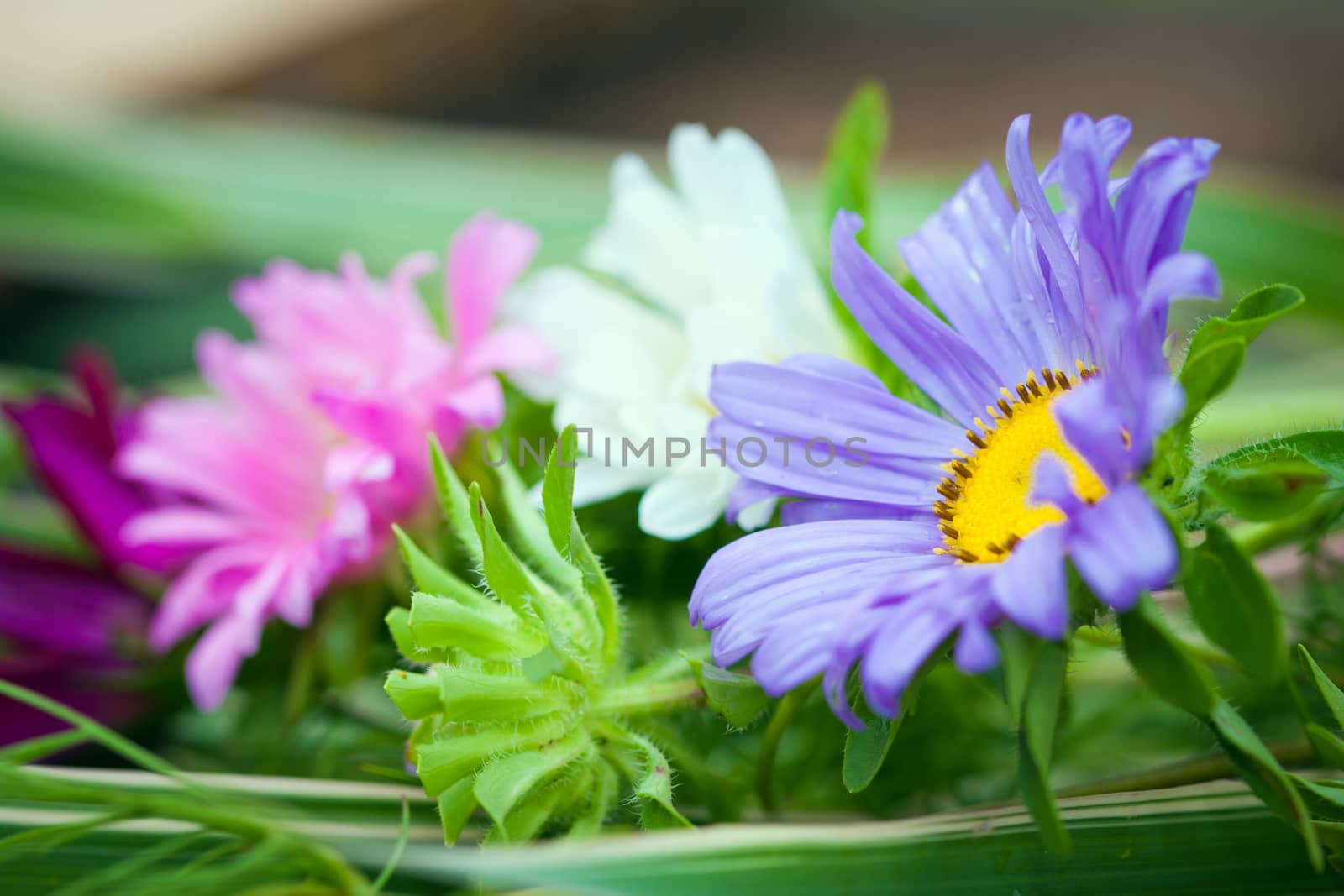 Close-up of bright colorful garden Chrizantenum flowers