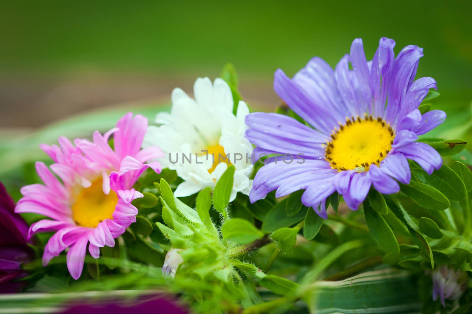 Close-up of bright colorful garden Chrizantenum flowers