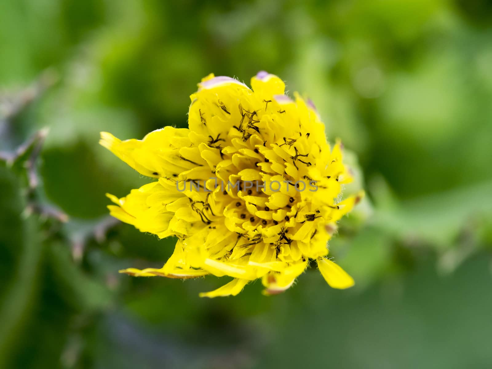 Closeup to dandelion