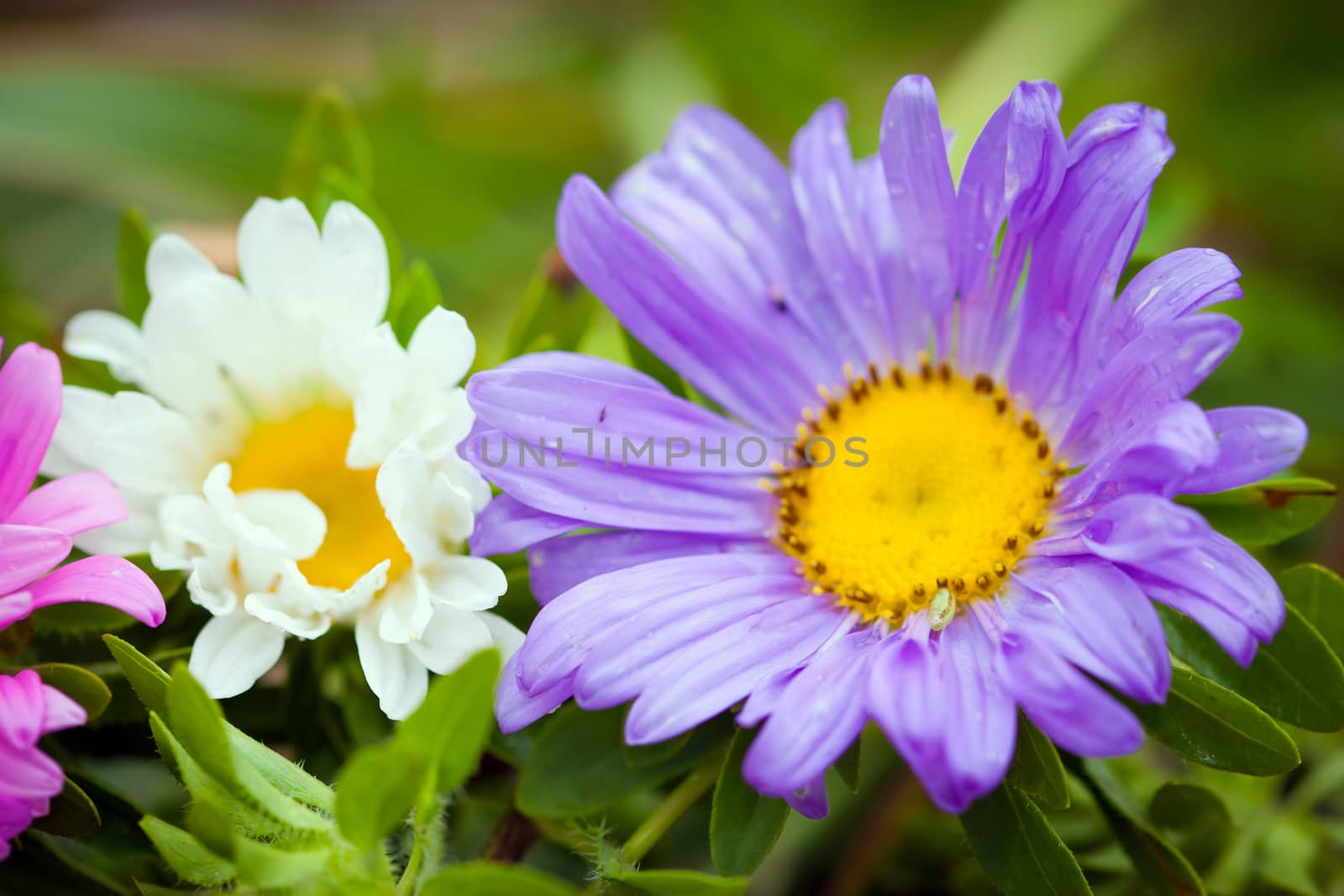 Close-up of bright colorful garden Chrizantenum flowers