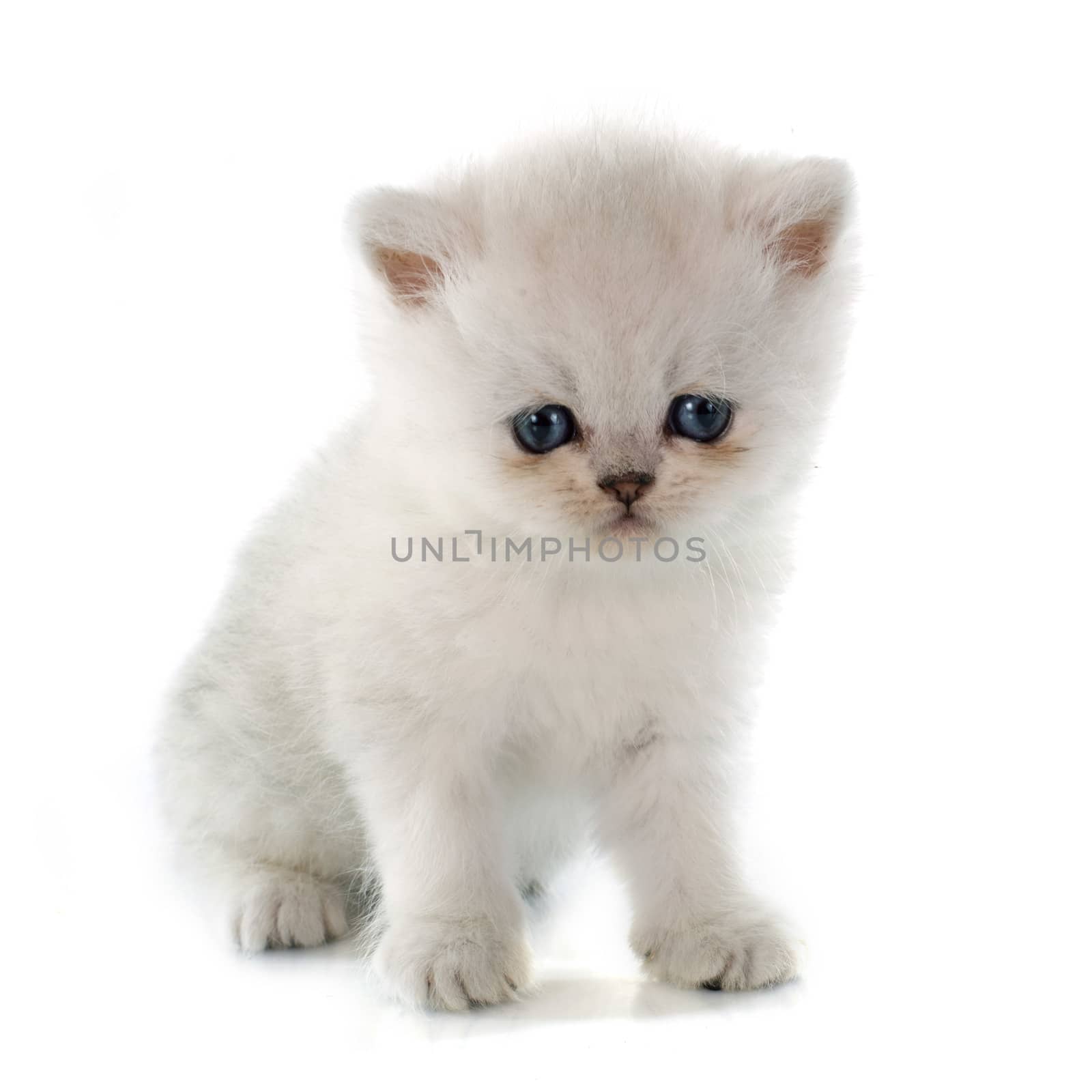 kitten exotic shorthair by cynoclub