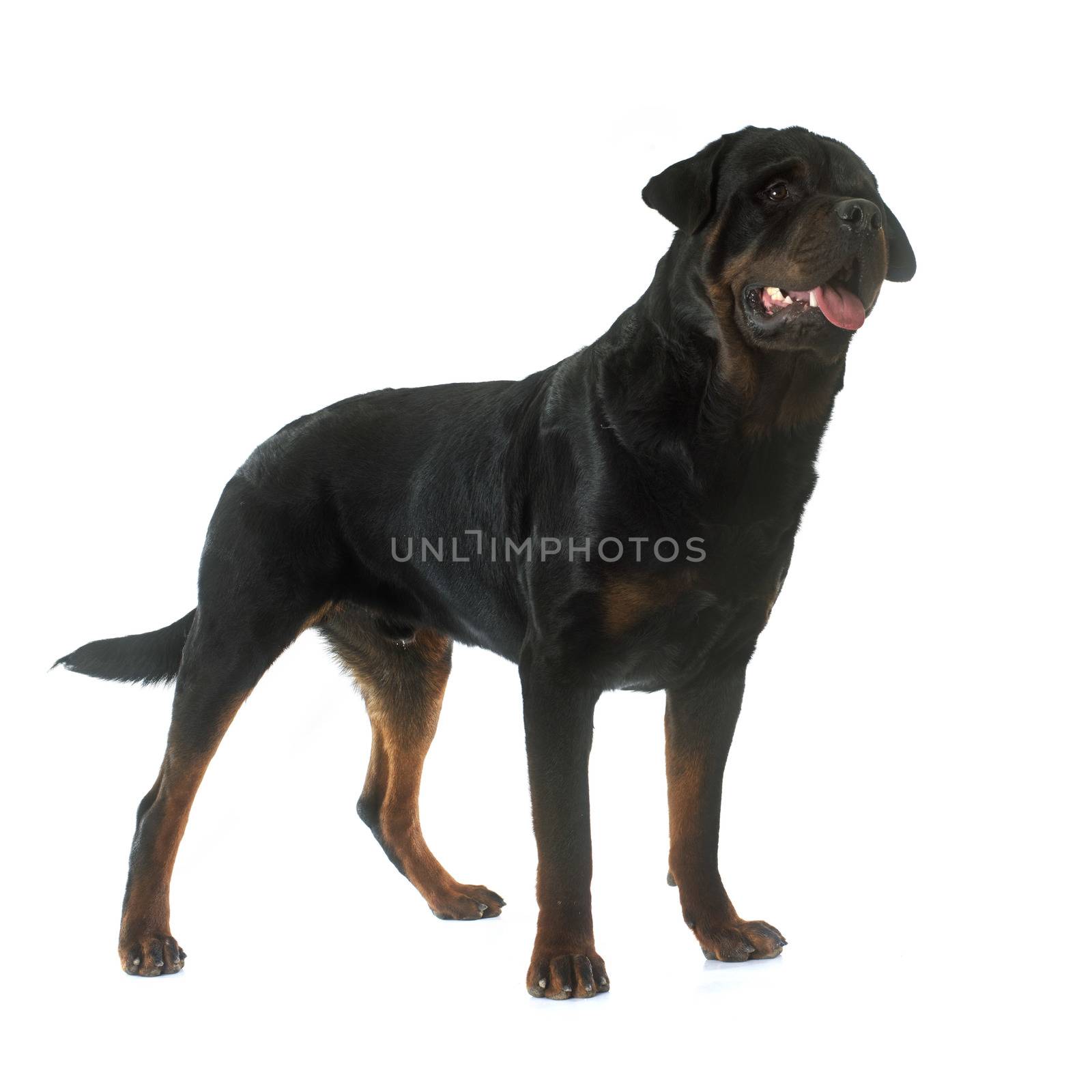 portrait of a purebred rottweiler in front of white background