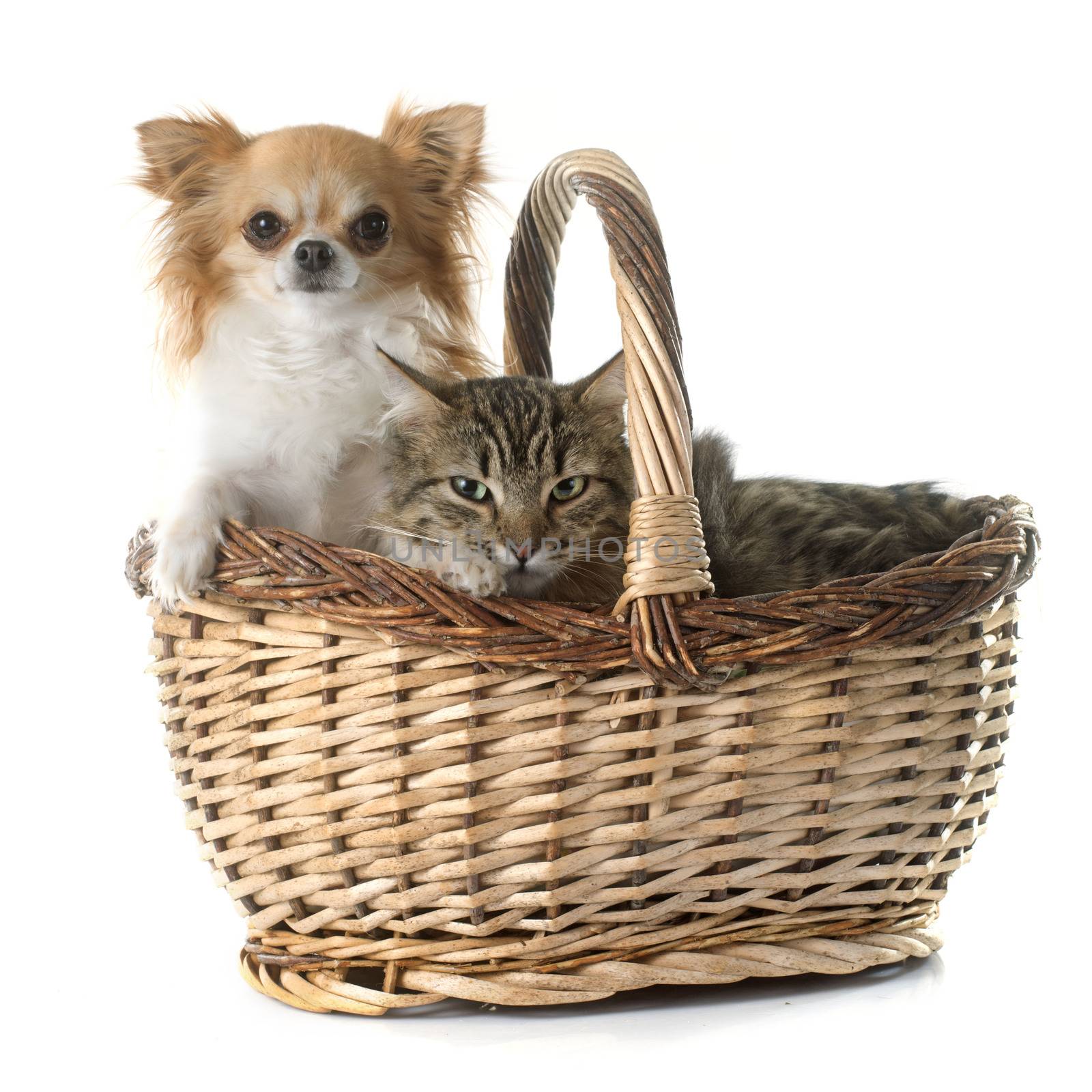 tabby cat and chihuahua in front of white background