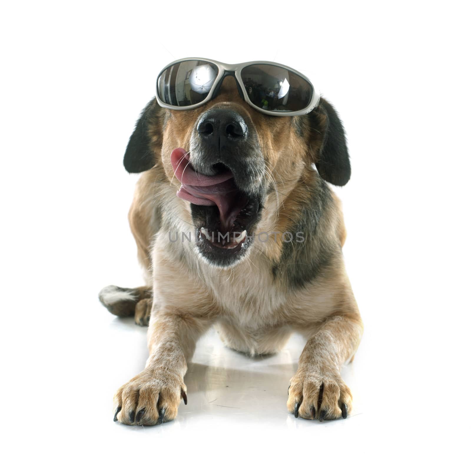 Mixed-Breed Dog in front of white background