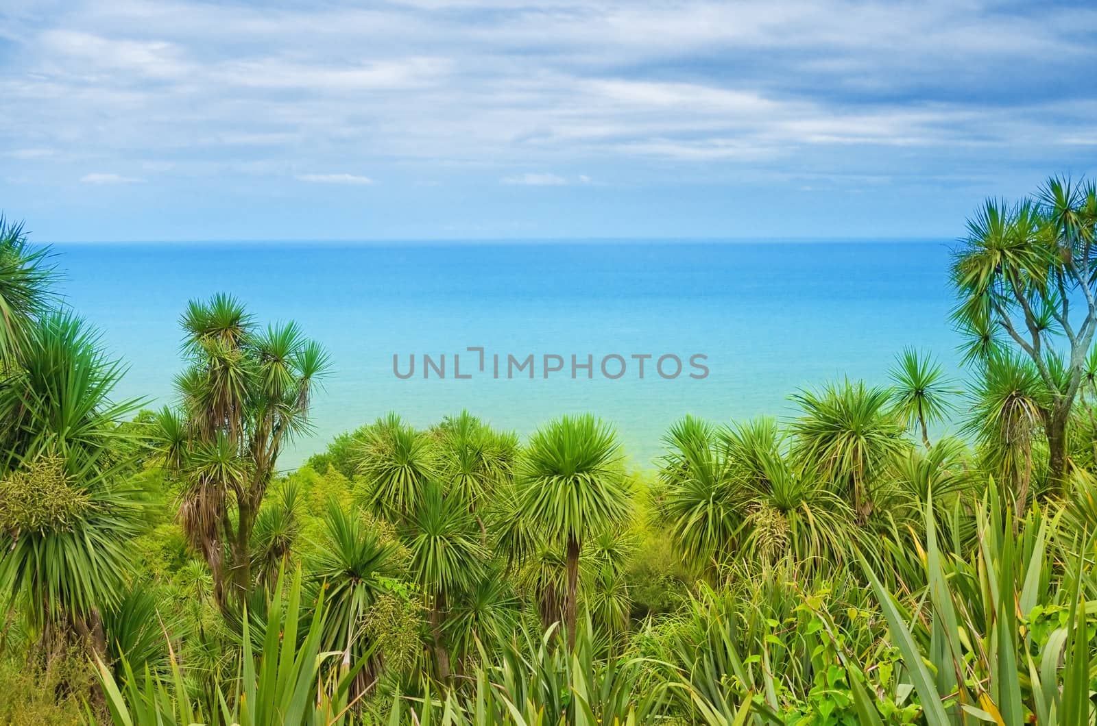 palm trees on a background of the sea