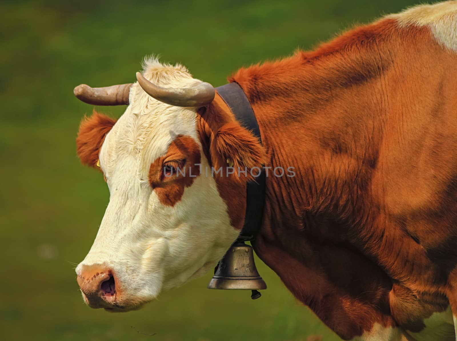 Beautiful profile portrait of a white and brown hereford cow wearing a bell