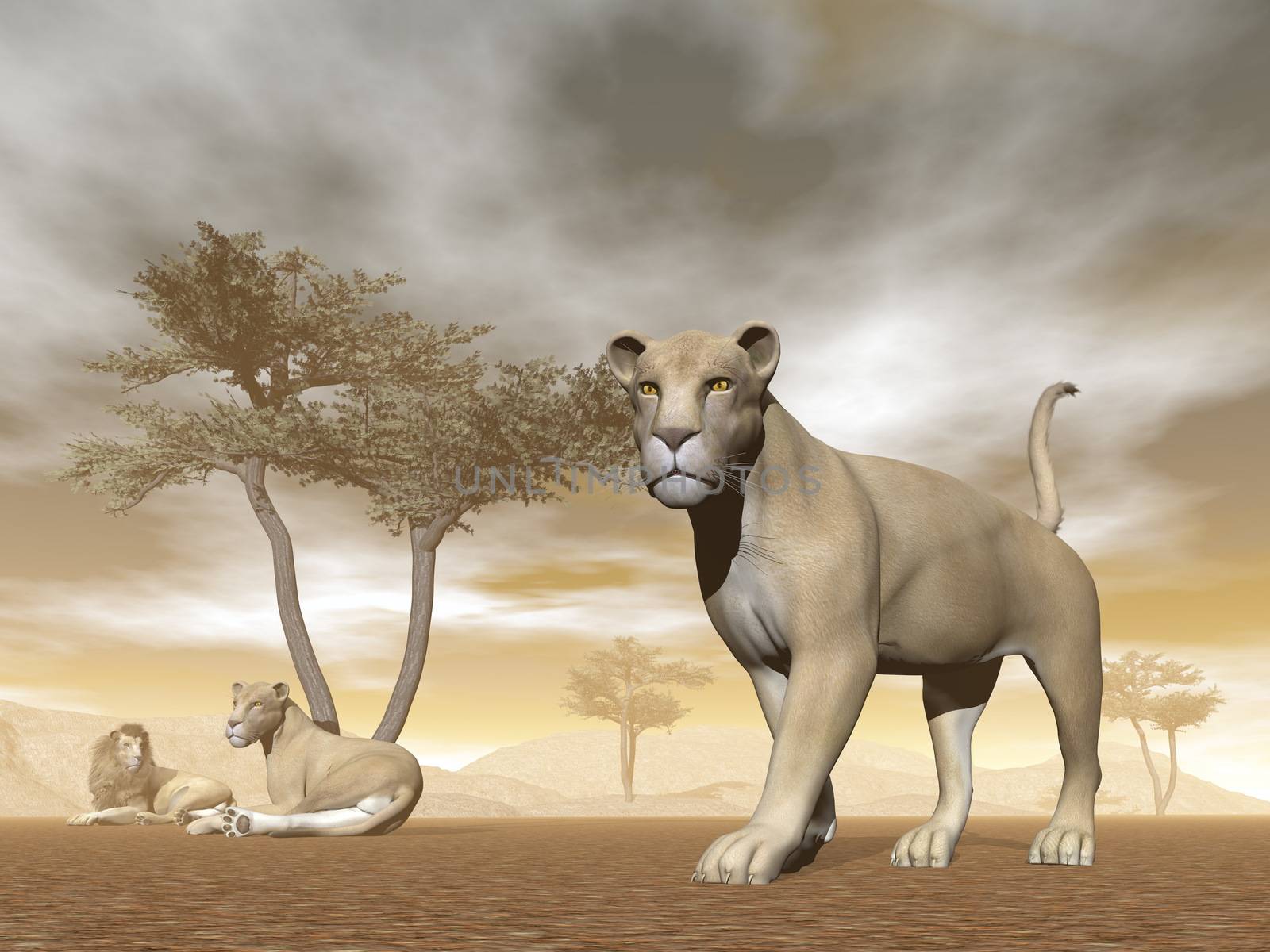 Lion herd with baby and umbrella acacias in the savannah - 3D render