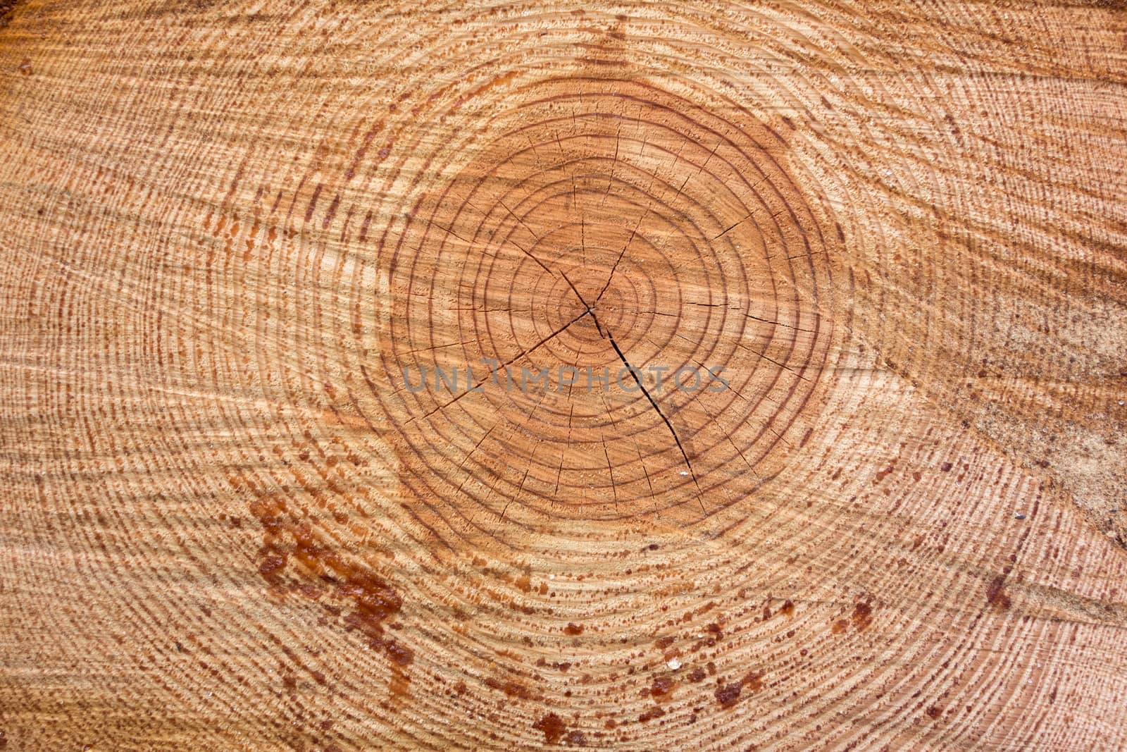 Cross section of tree trunk showing growth rings