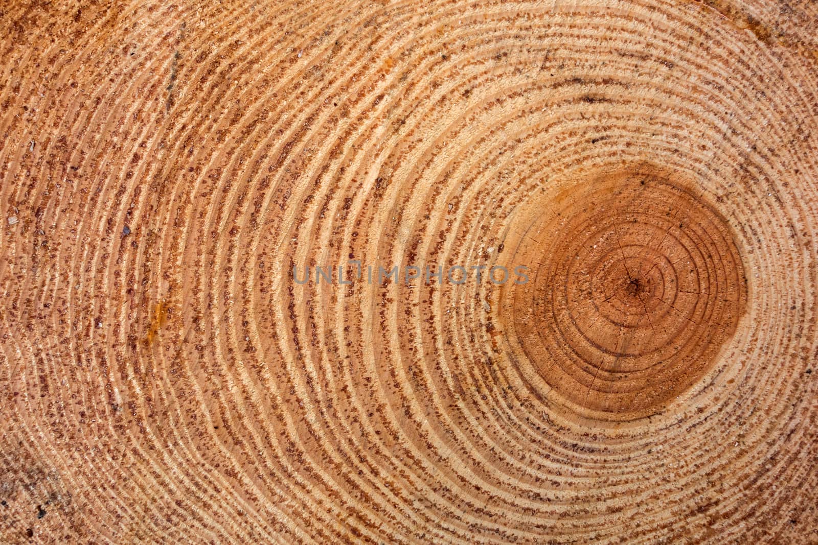 Cross section of tree trunk showing growth rings