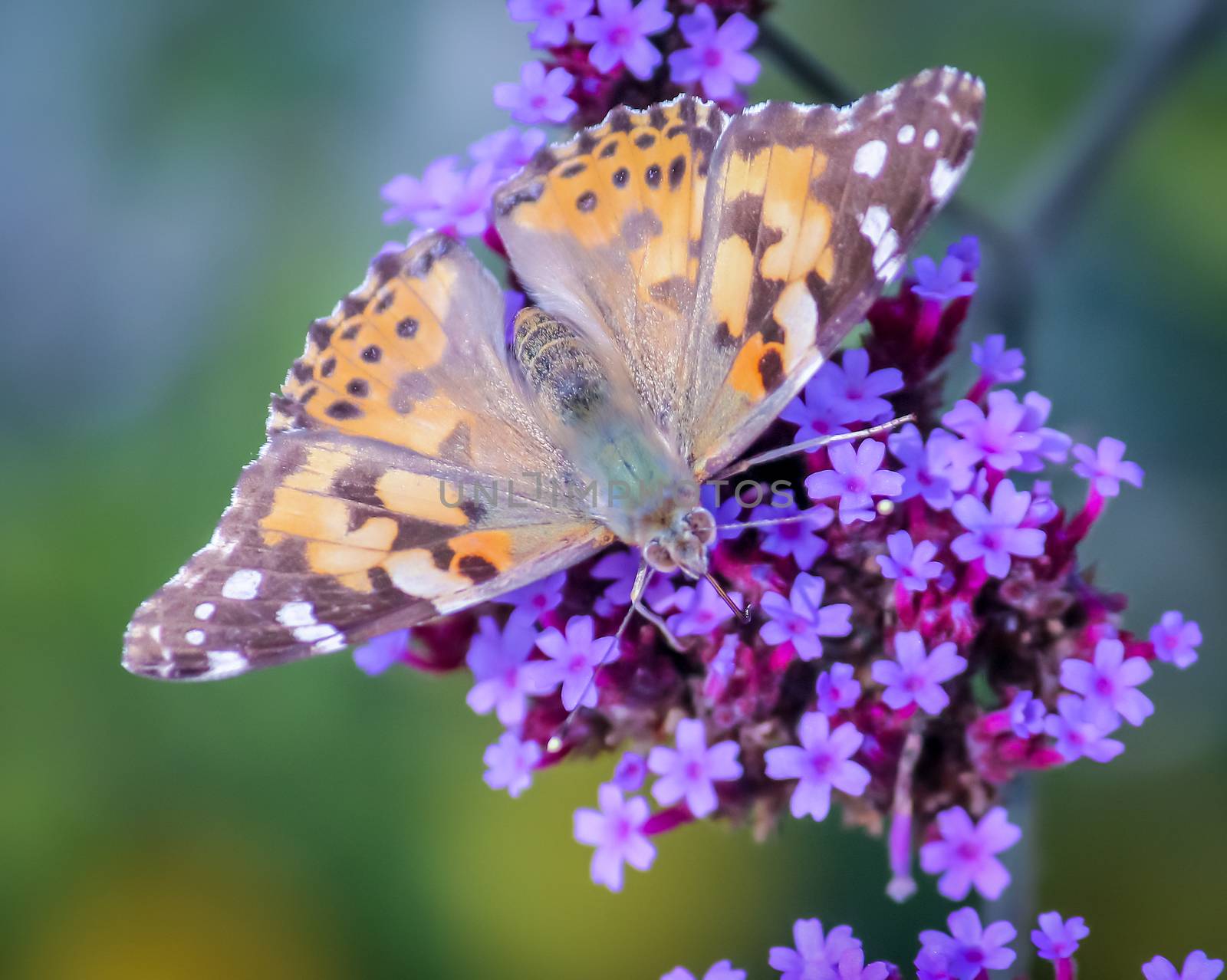 Butterfly and Flowers by backyard_photography