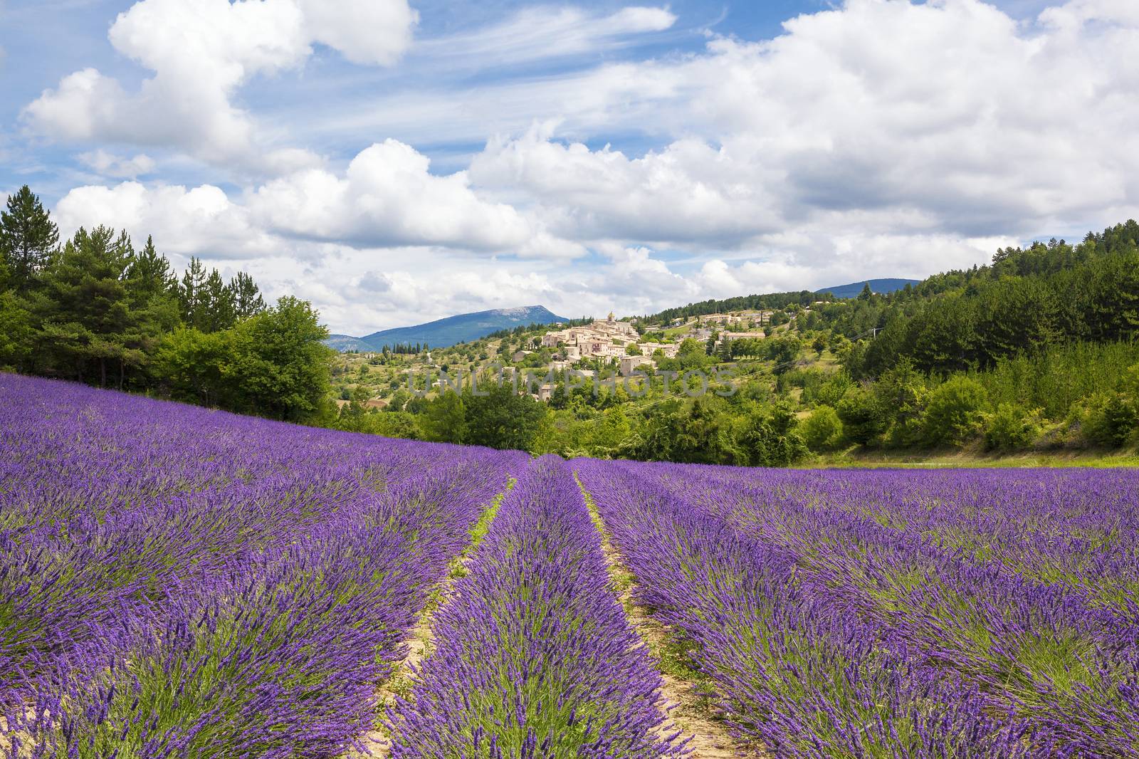 Lavender field and village by vwalakte