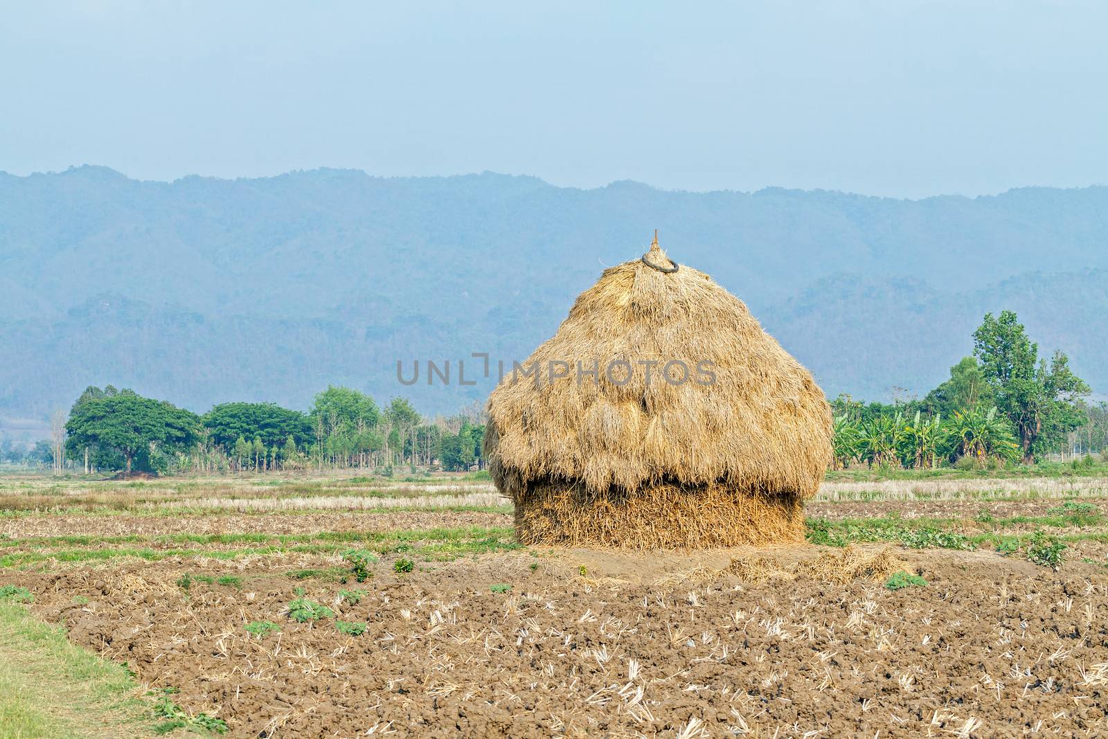 a pile of straw on rural paddy field after harvesting