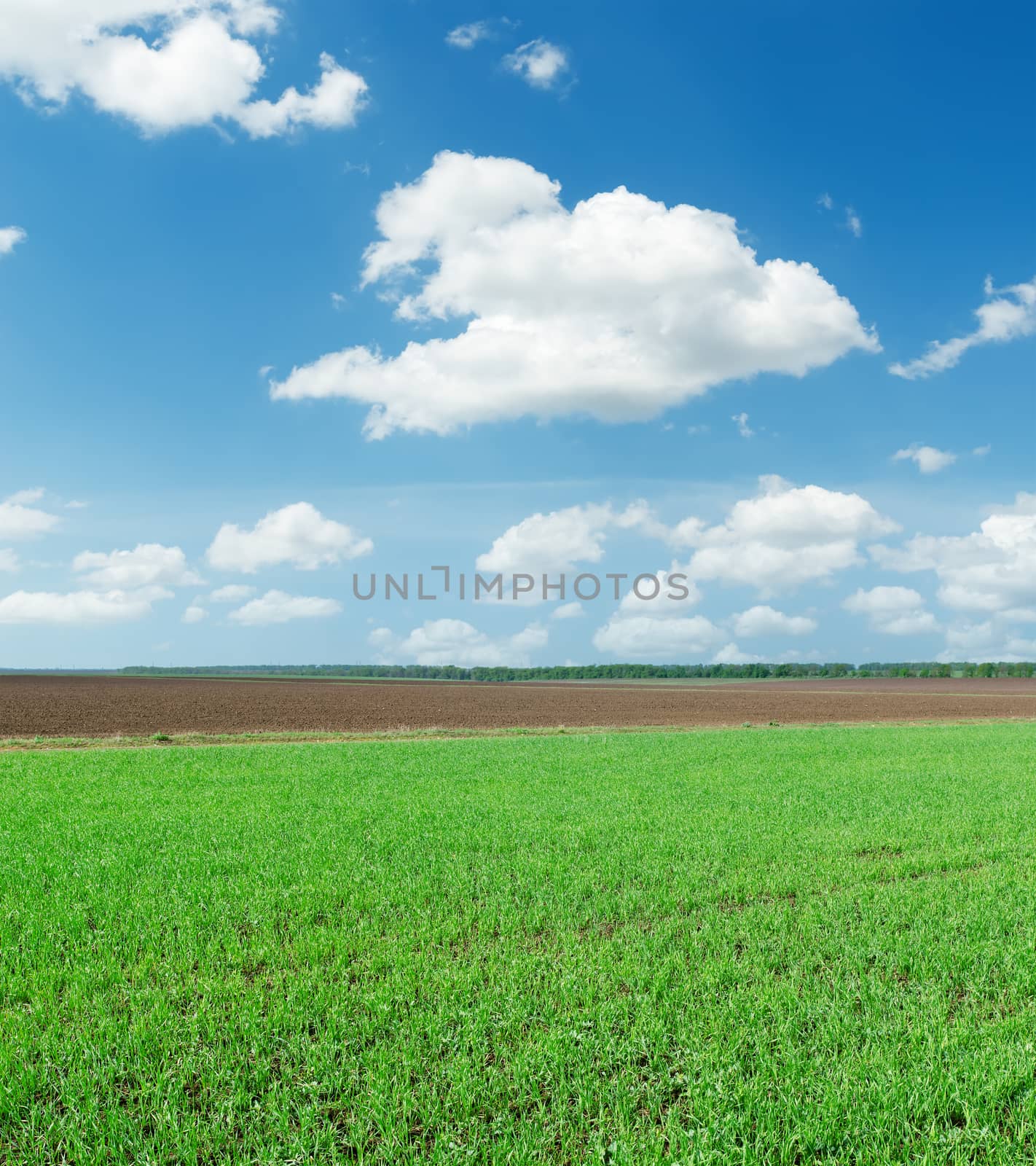 green spring field and white clouds in blue sky by mycola