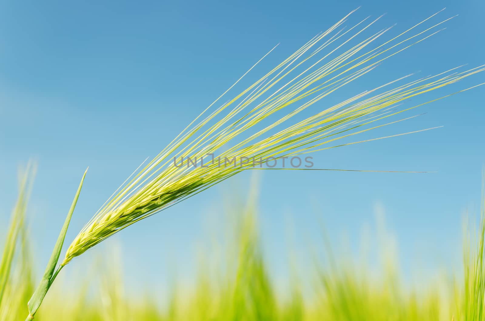 green spica on field. soft focus